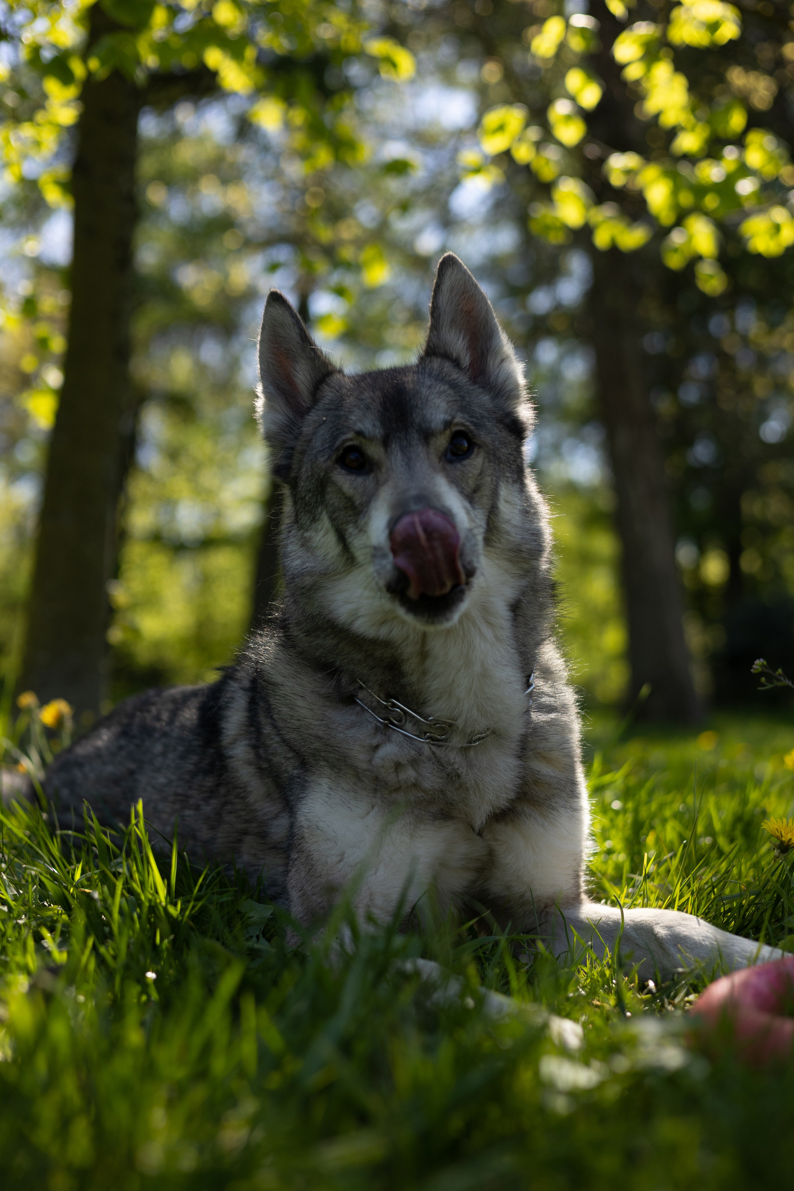 Ксения и Римус. Фотограф животных Евгения Верцинская