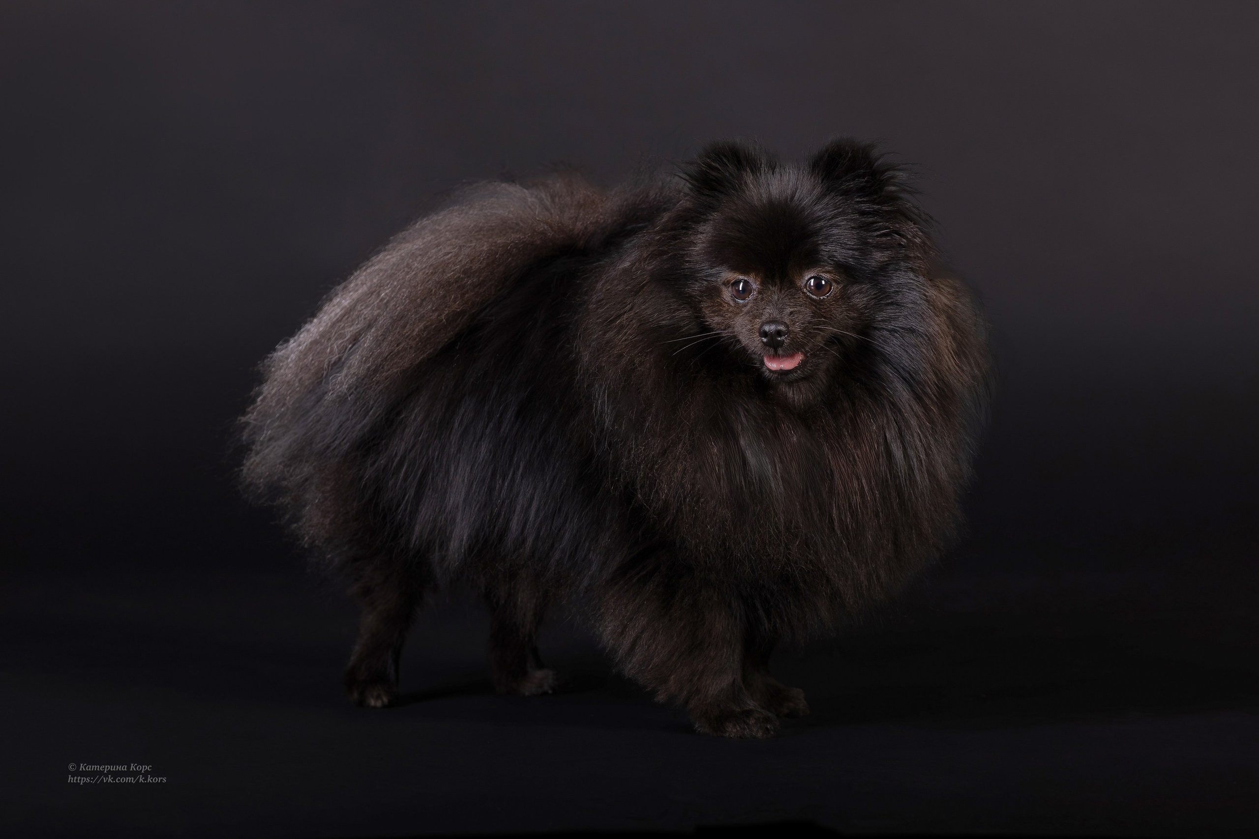 Студия. Главная