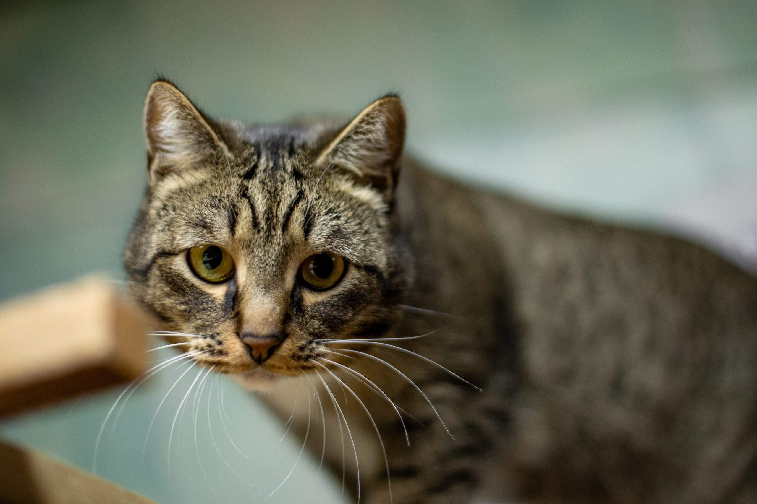 Фотосъемка фотосессия домашних животных собак кошек в Сургуте, пгт.Федоровский