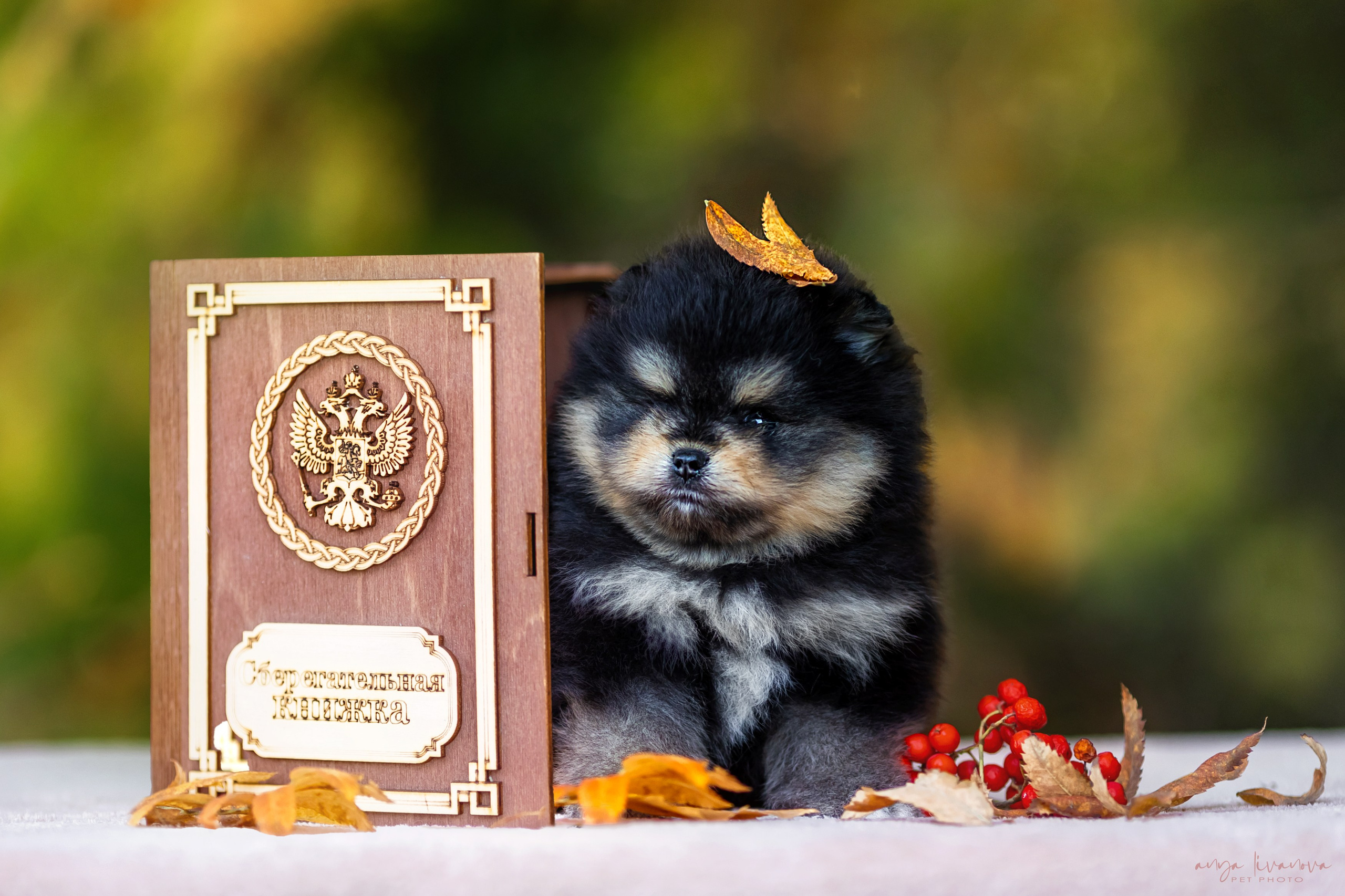 Шпицы. Фотограф анималист Аня Ливанова | Рыбинск