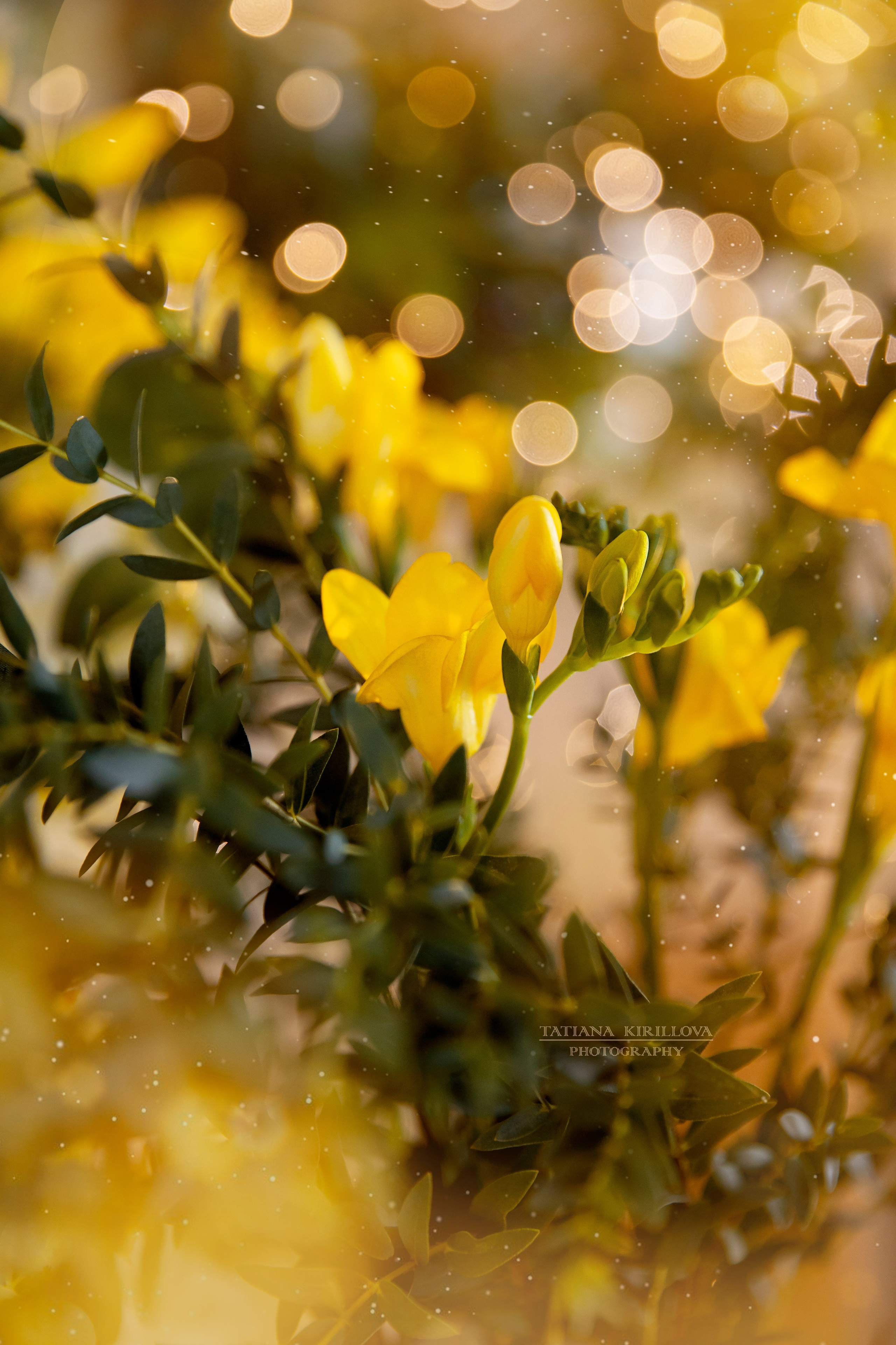 Предметная съемка, цветы, открытки. Фотограф — Татьяна Кириллова, г. Санкт-Петербург