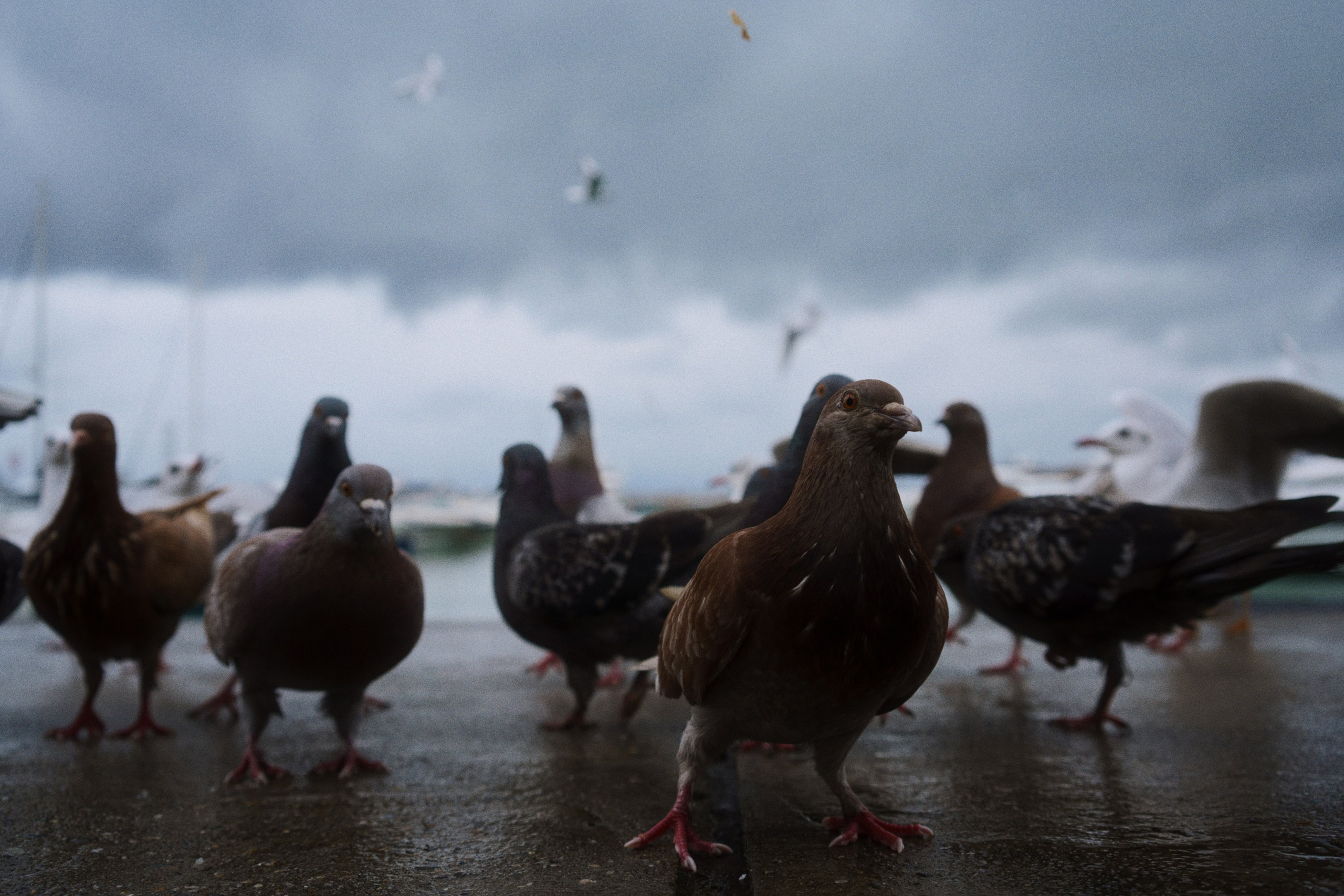 Sochi port (morskaya). Фотограф Юрин Евгений