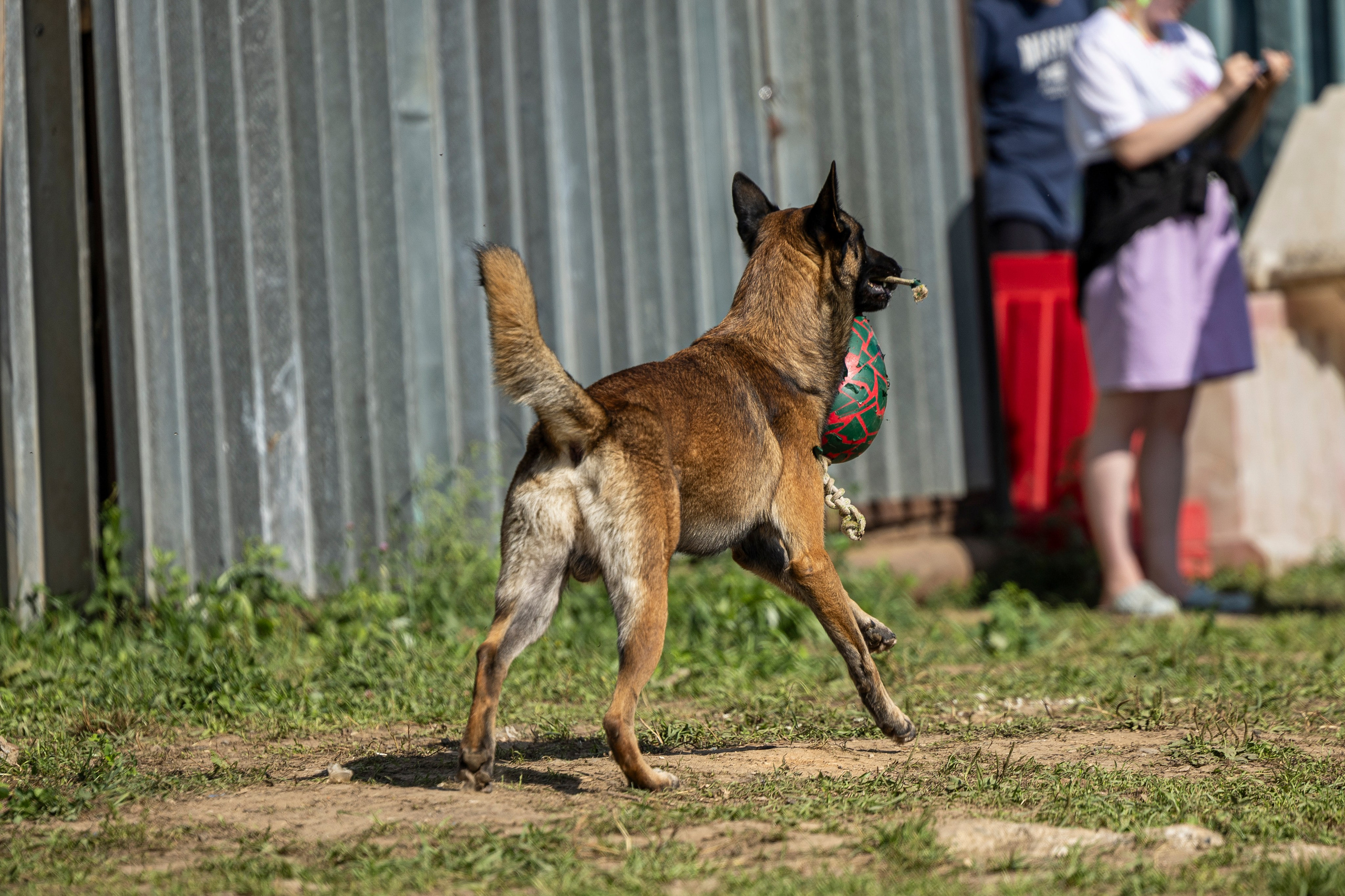 Соревнования по Мондьорингу г. Вологда 10-11.08.2024. Фотограф-анималист Анна Маринич