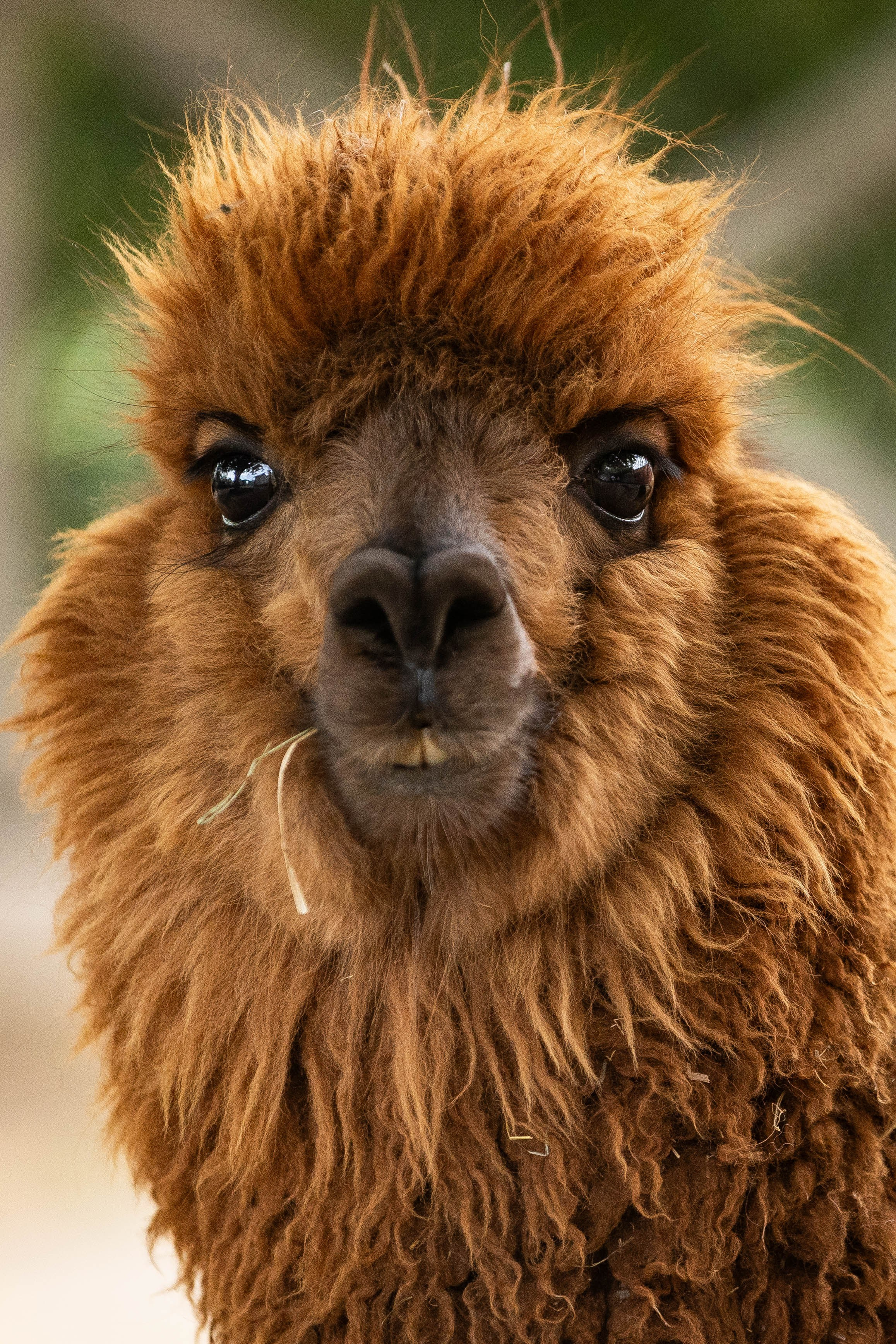 Зоопарк Малинки. Фотограф-АниМалист Анна Абрамова