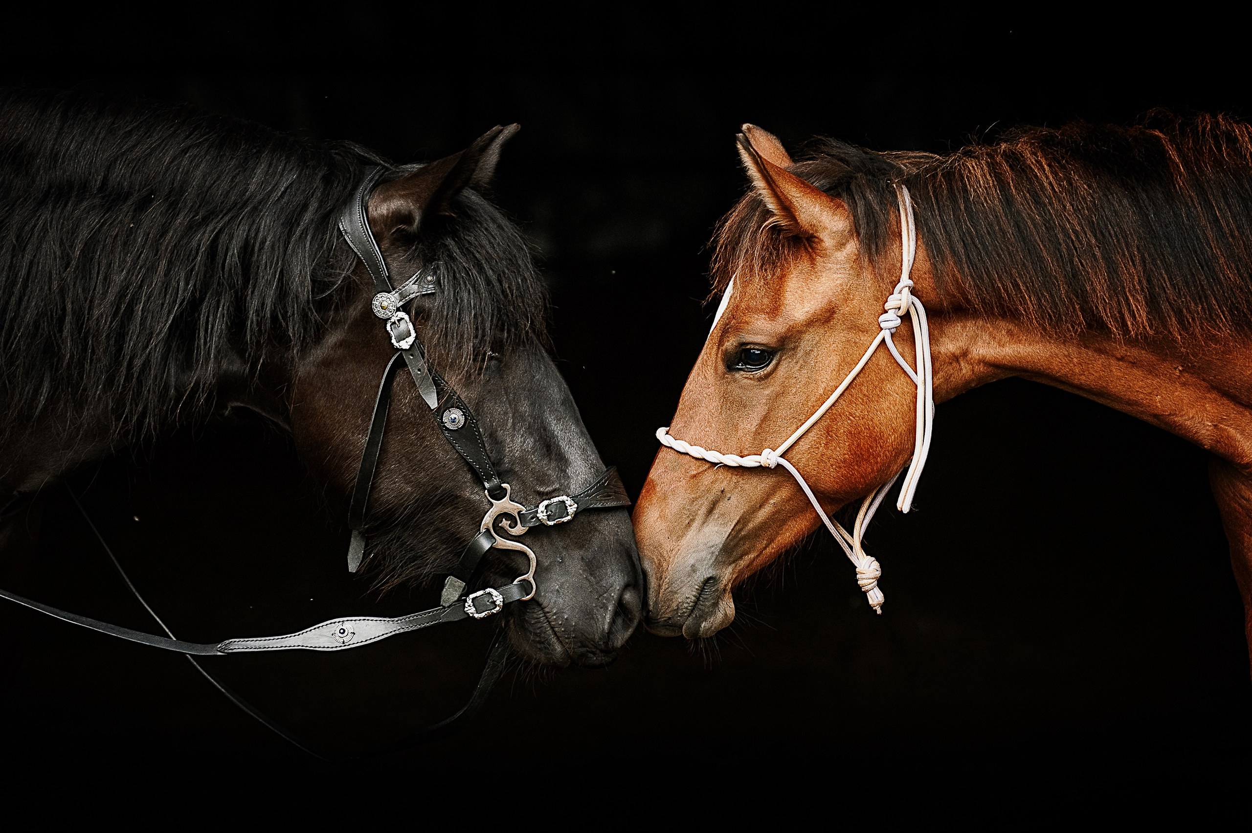 Мара. Фотограф-анималист