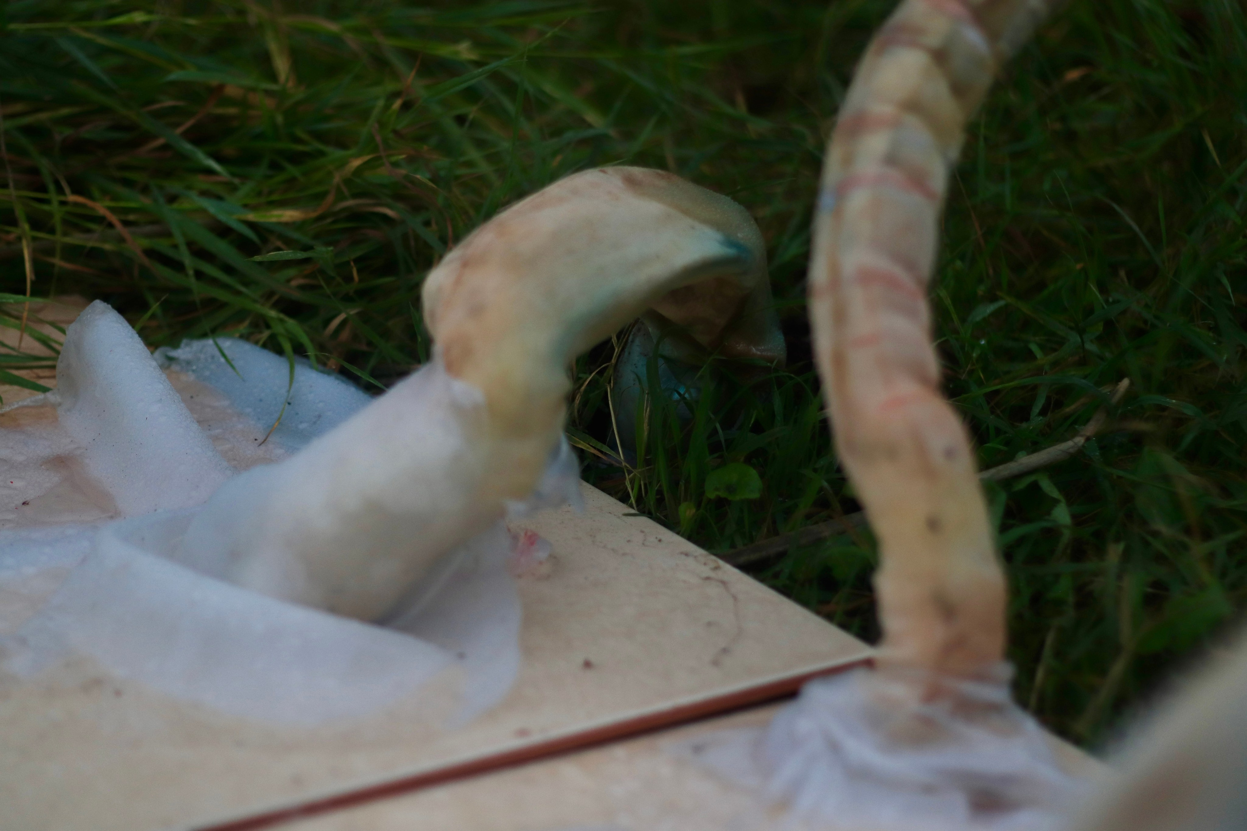 Эволюция непрерывно идет под знаком приспособления: инсталляция. Художница Софья Григорьева