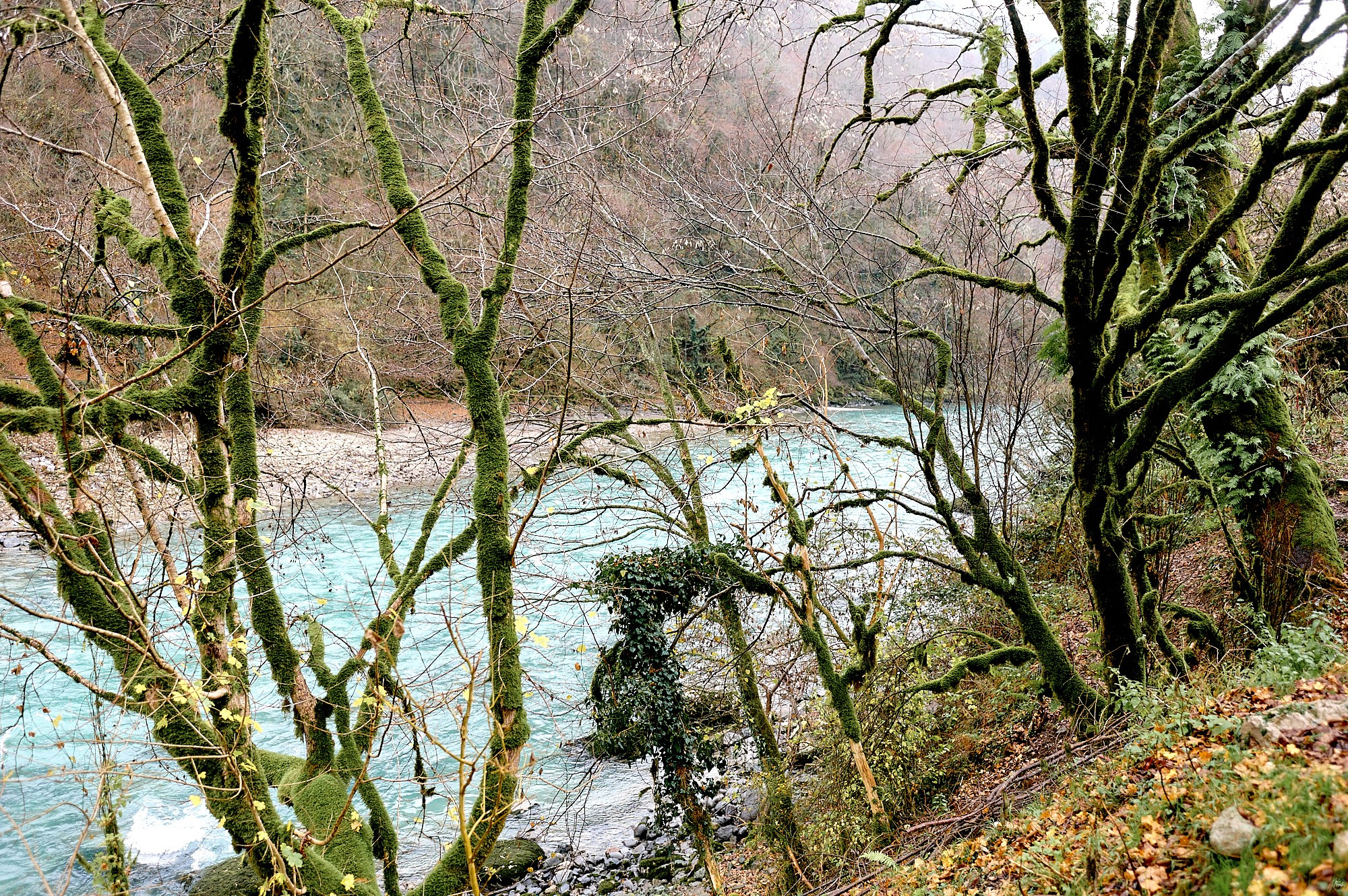 Озеро Рица, Абхазия. Декабрь 2024. Фотографии отовсюду и обо всем