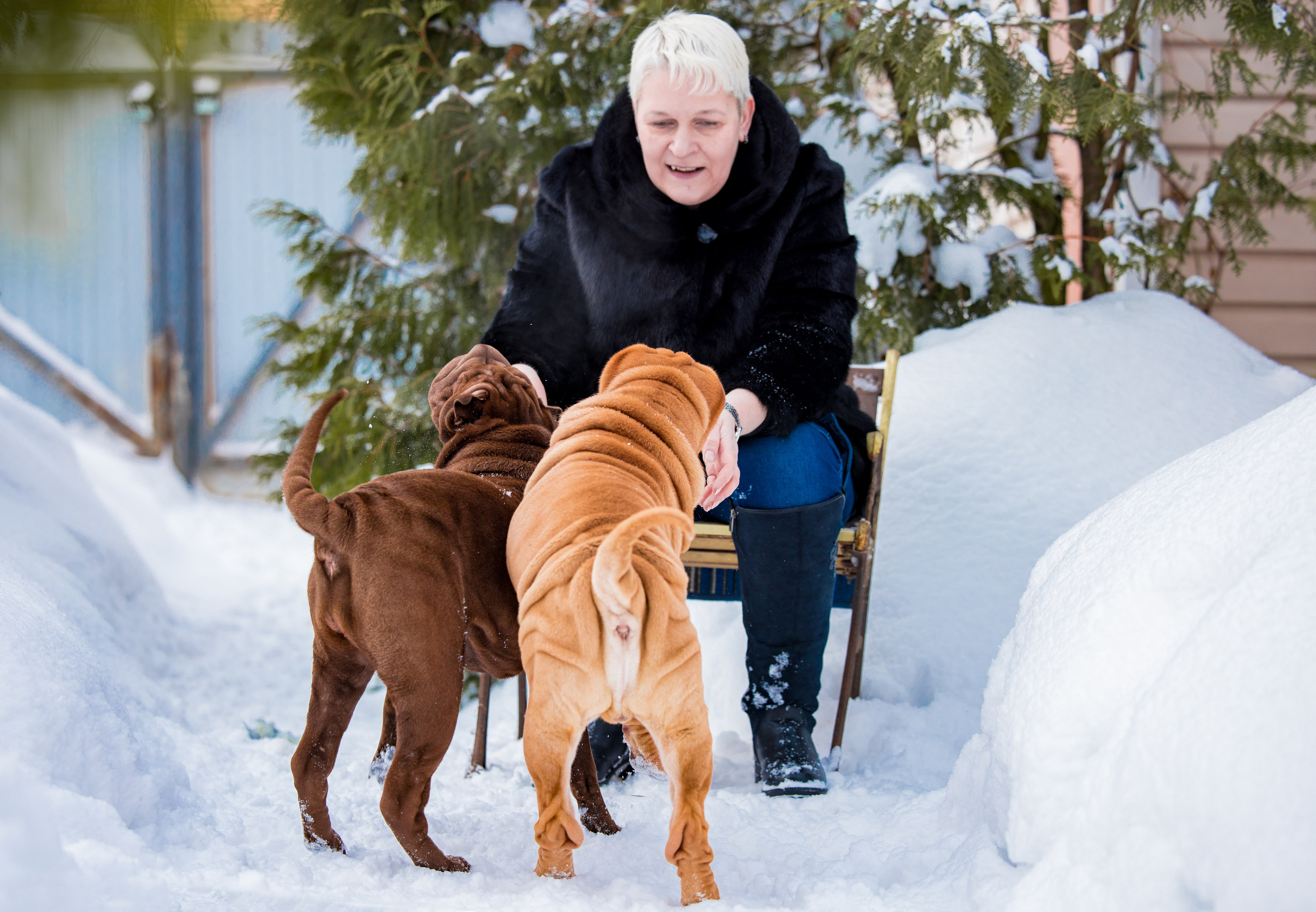 В гостях у шарпеев 16.01.2024. Фотограф-анималист Юлия Германика