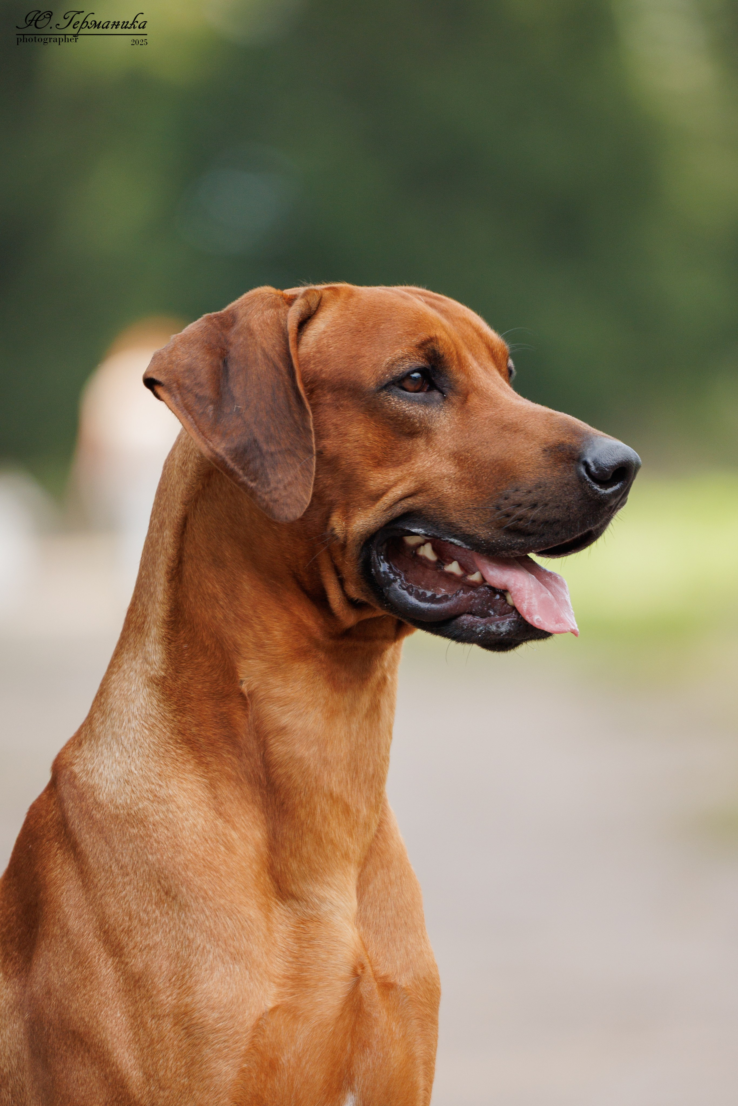 Тверь 10.08.2025. Фотограф-анималист Юлия Германика