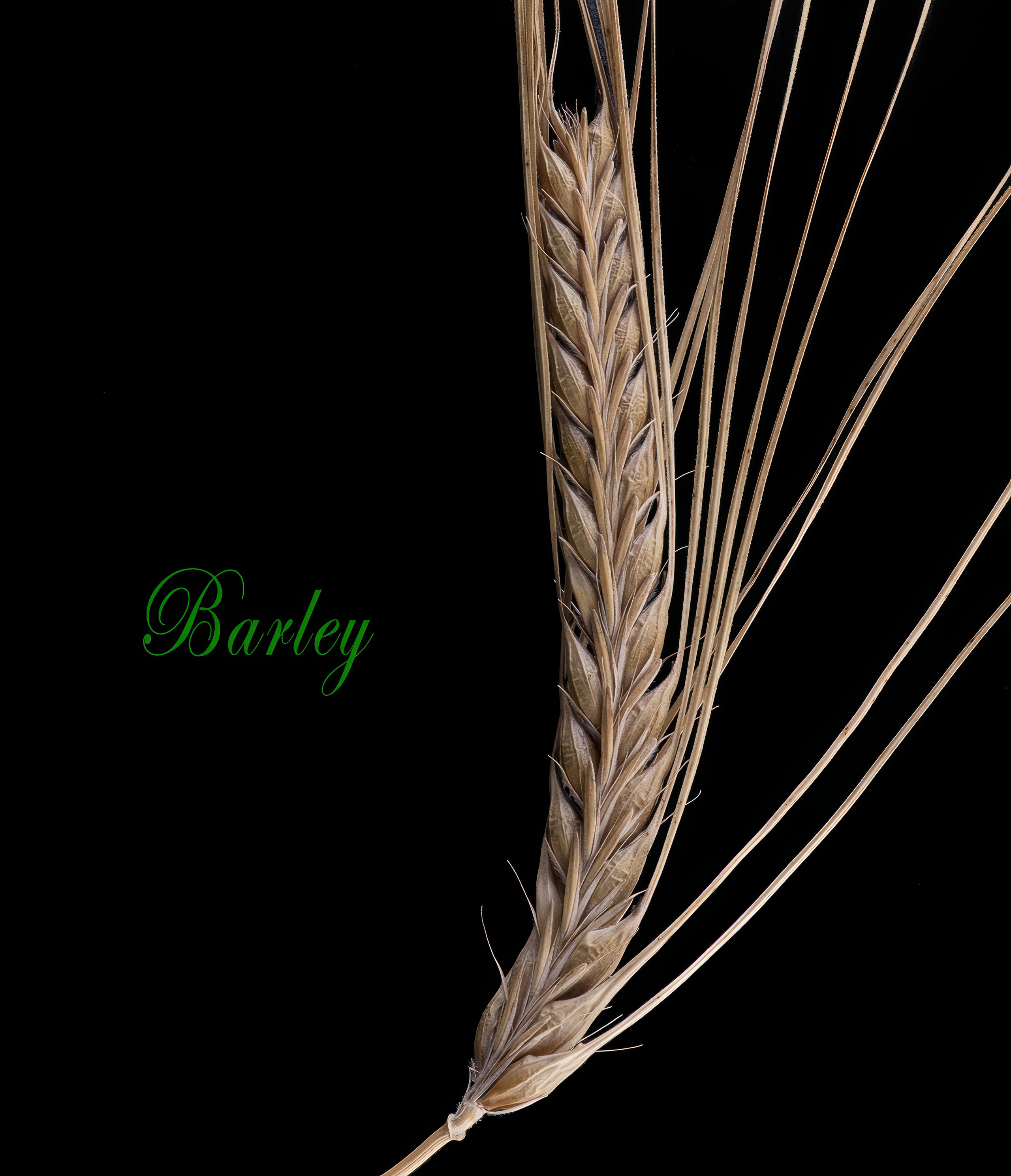 Разное. Fotolux