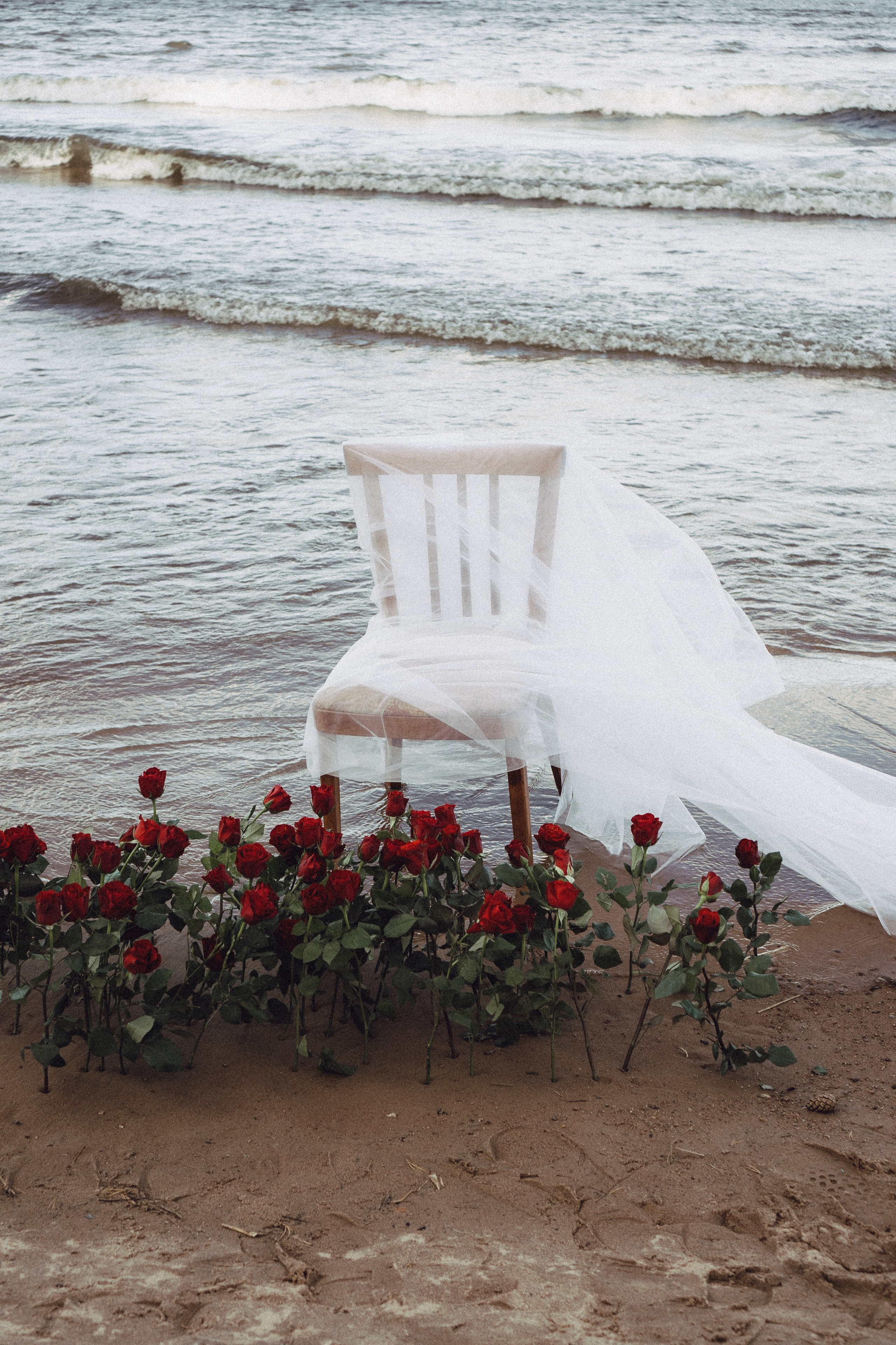 Розы. Профессиональный фотограф, Санкт-Петербург — Виктория Богомолова