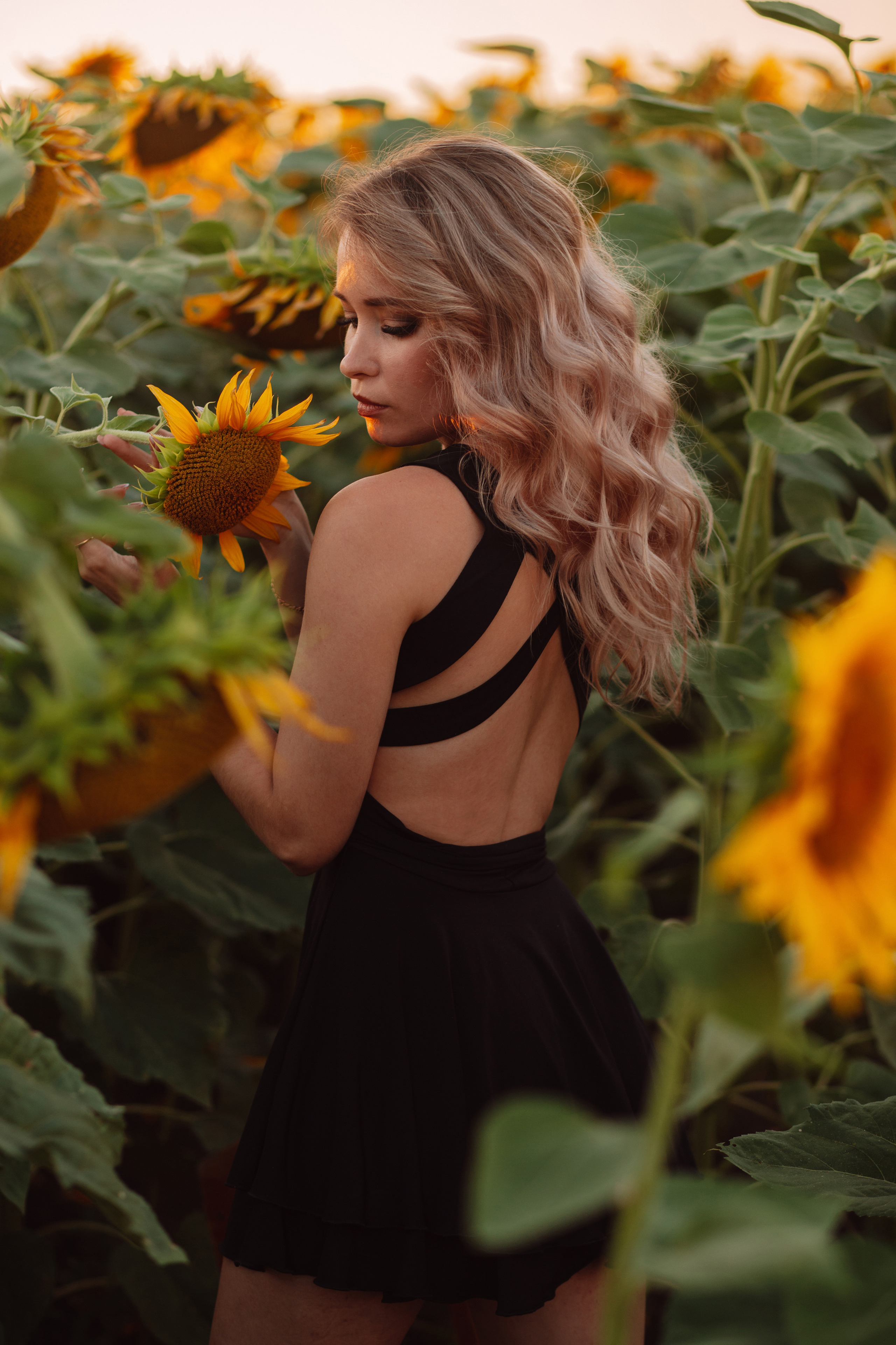 Подсолнухи…. Фотограф Неверова Катерина