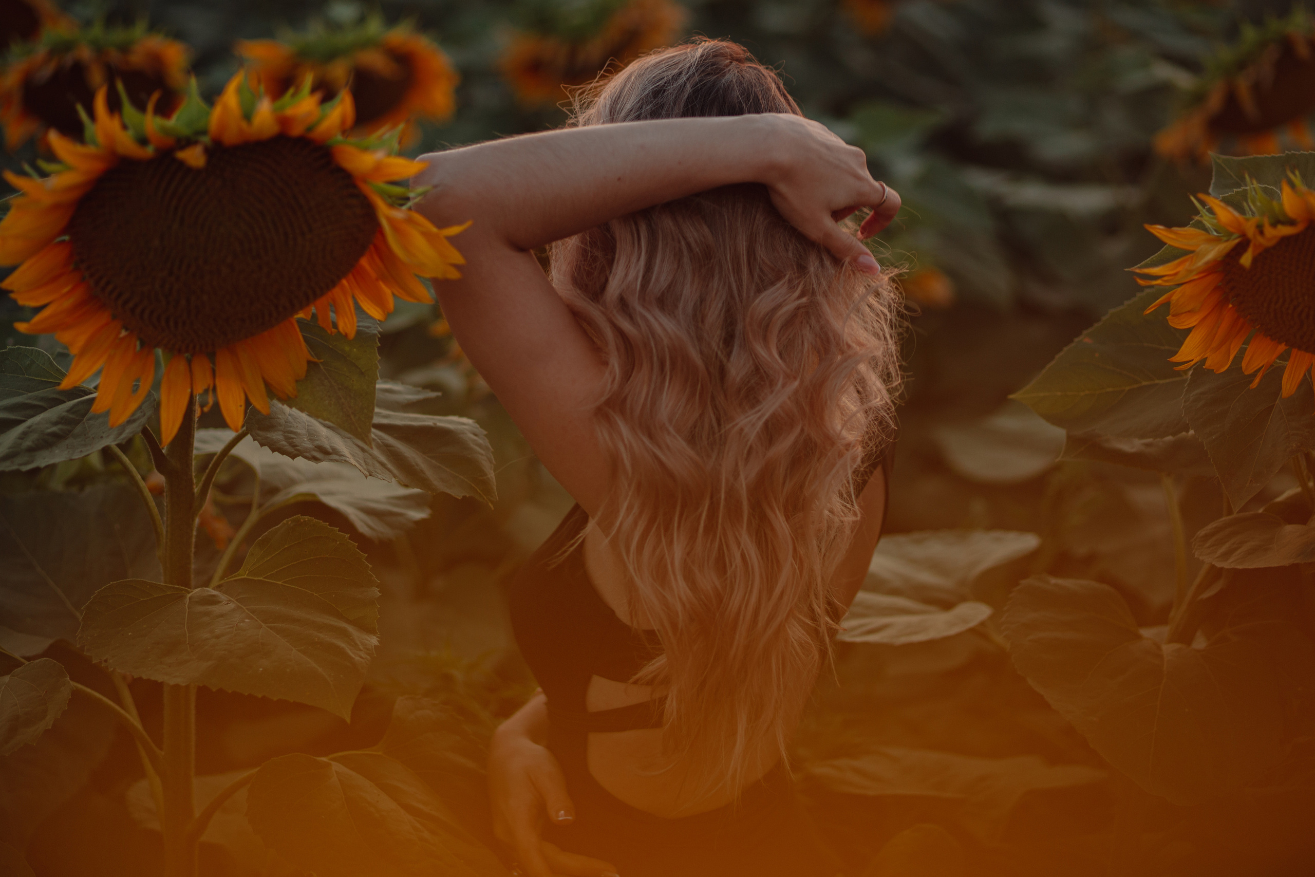 Подсолнухи…. Фотограф Неверова Катерина