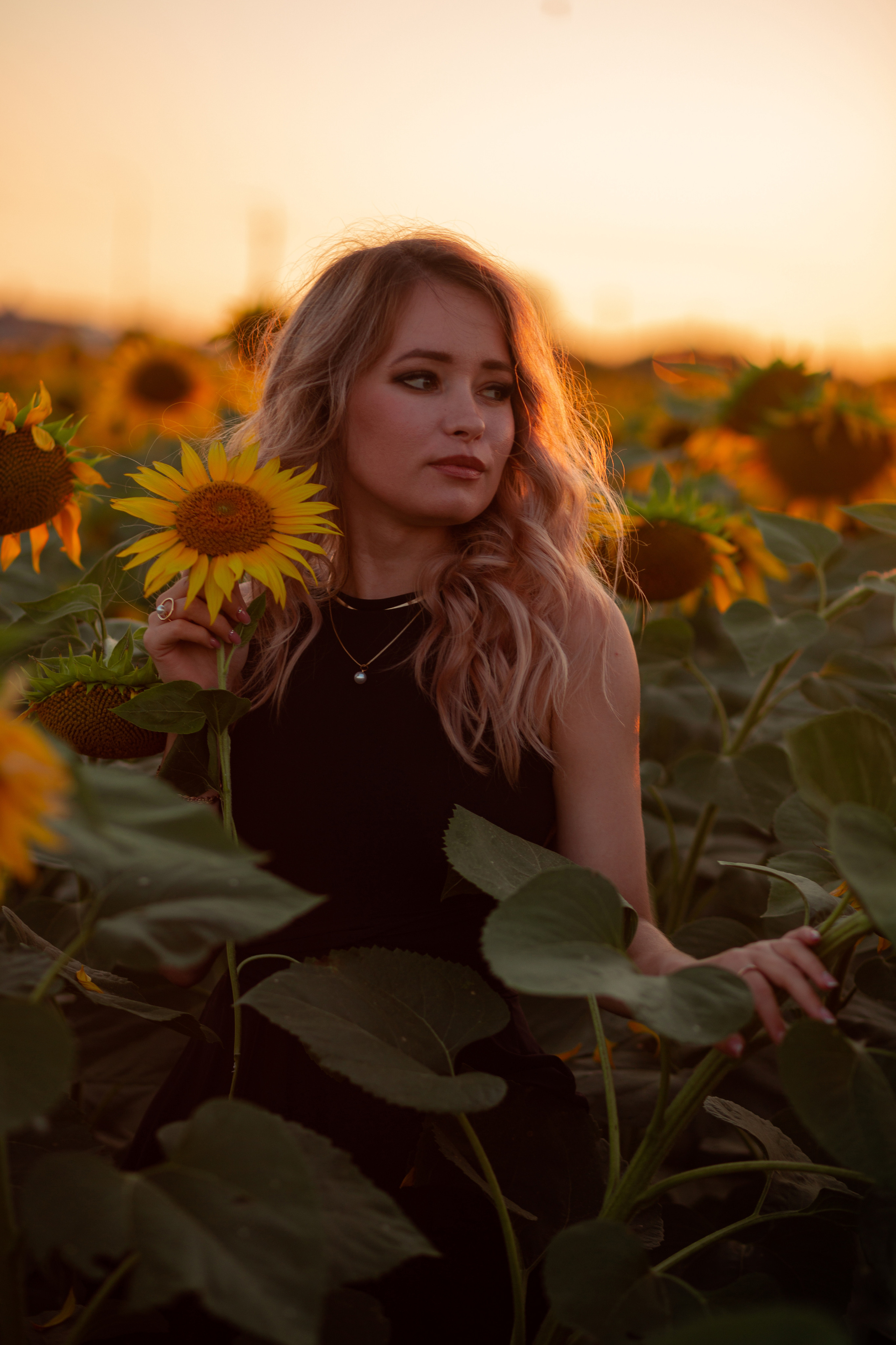 Подсолнухи…. Фотограф Неверова Катерина