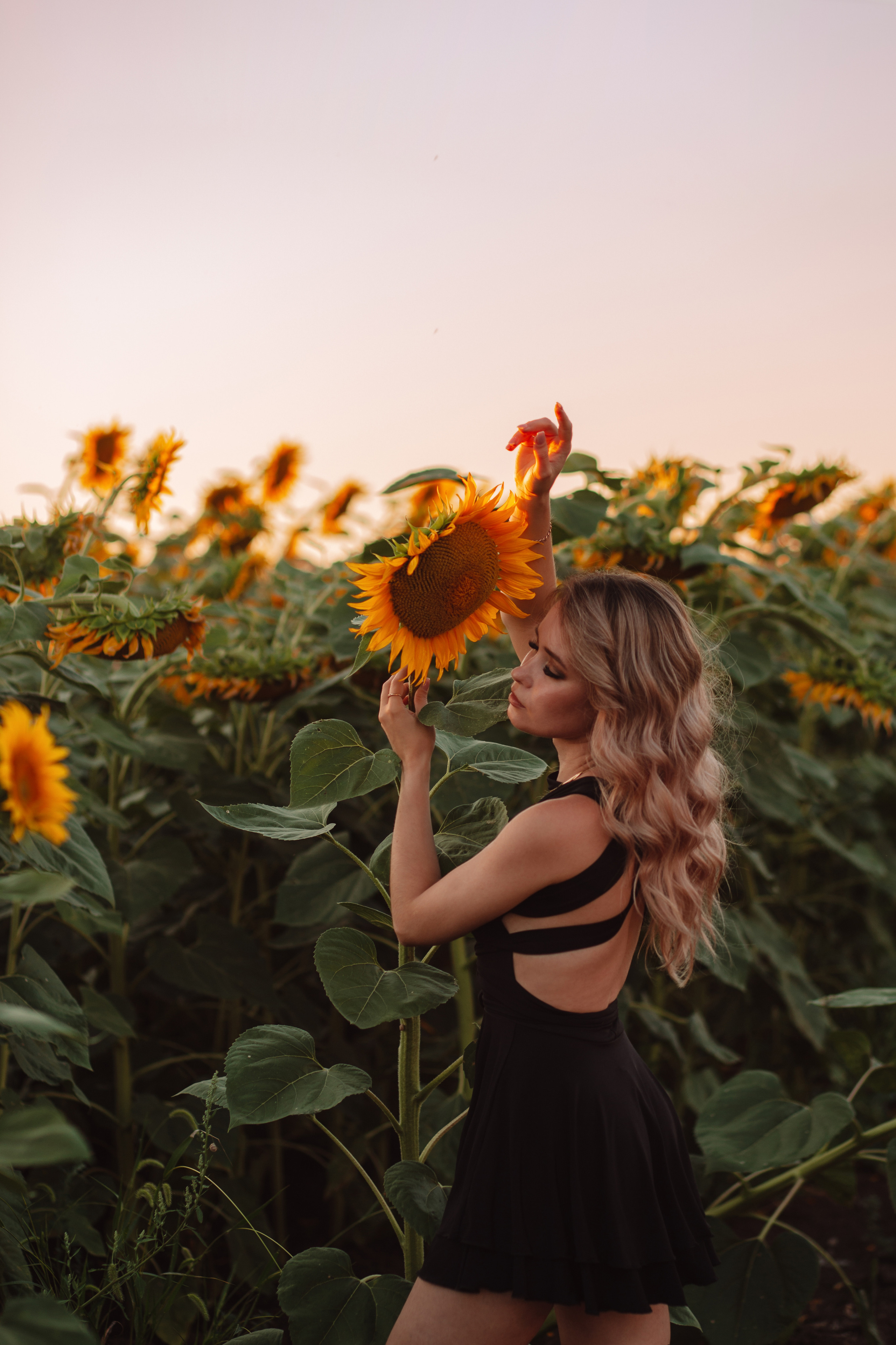 Подсолнухи…. Фотограф Неверова Катерина