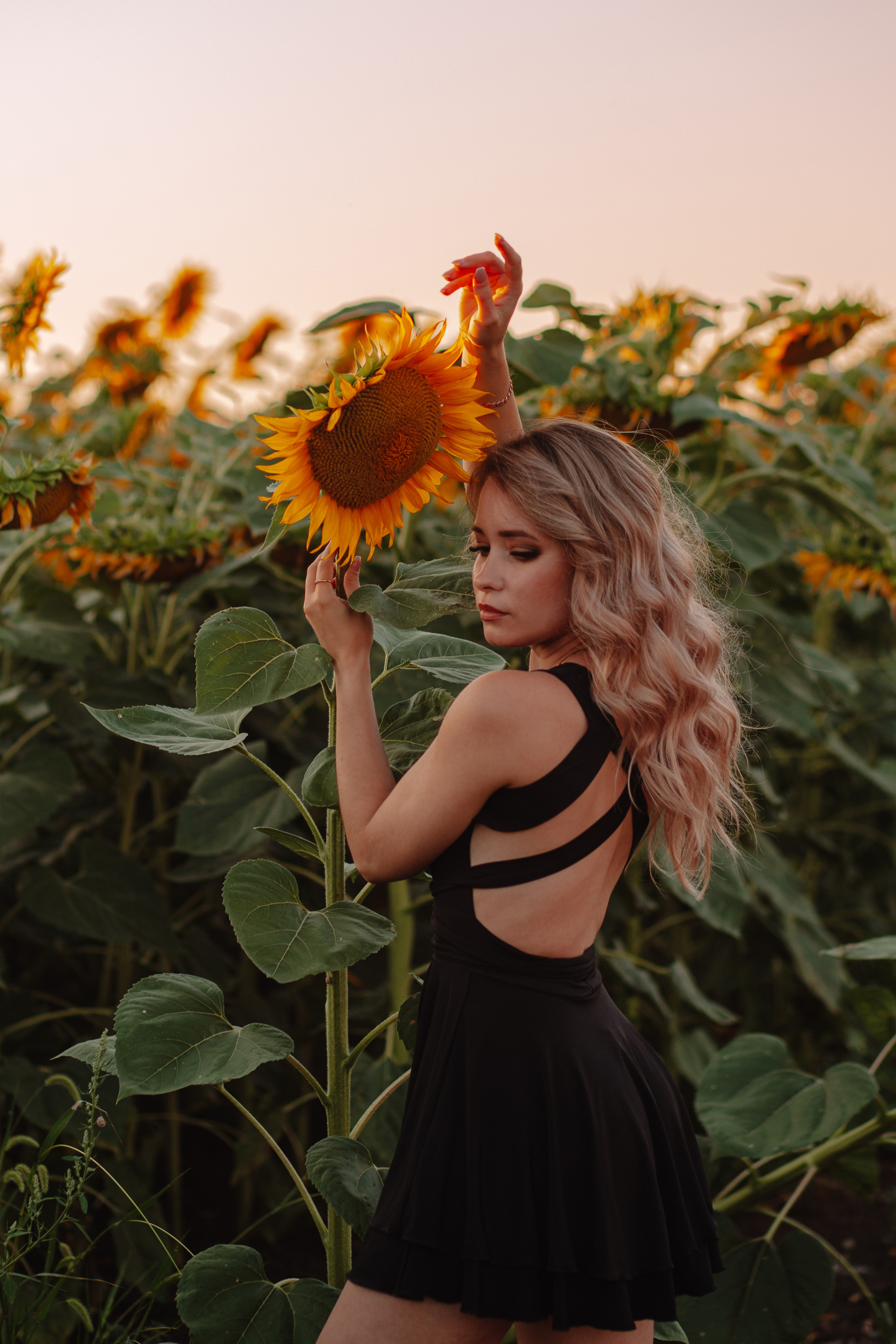 Подсолнухи…. Фотограф Неверова Катерина