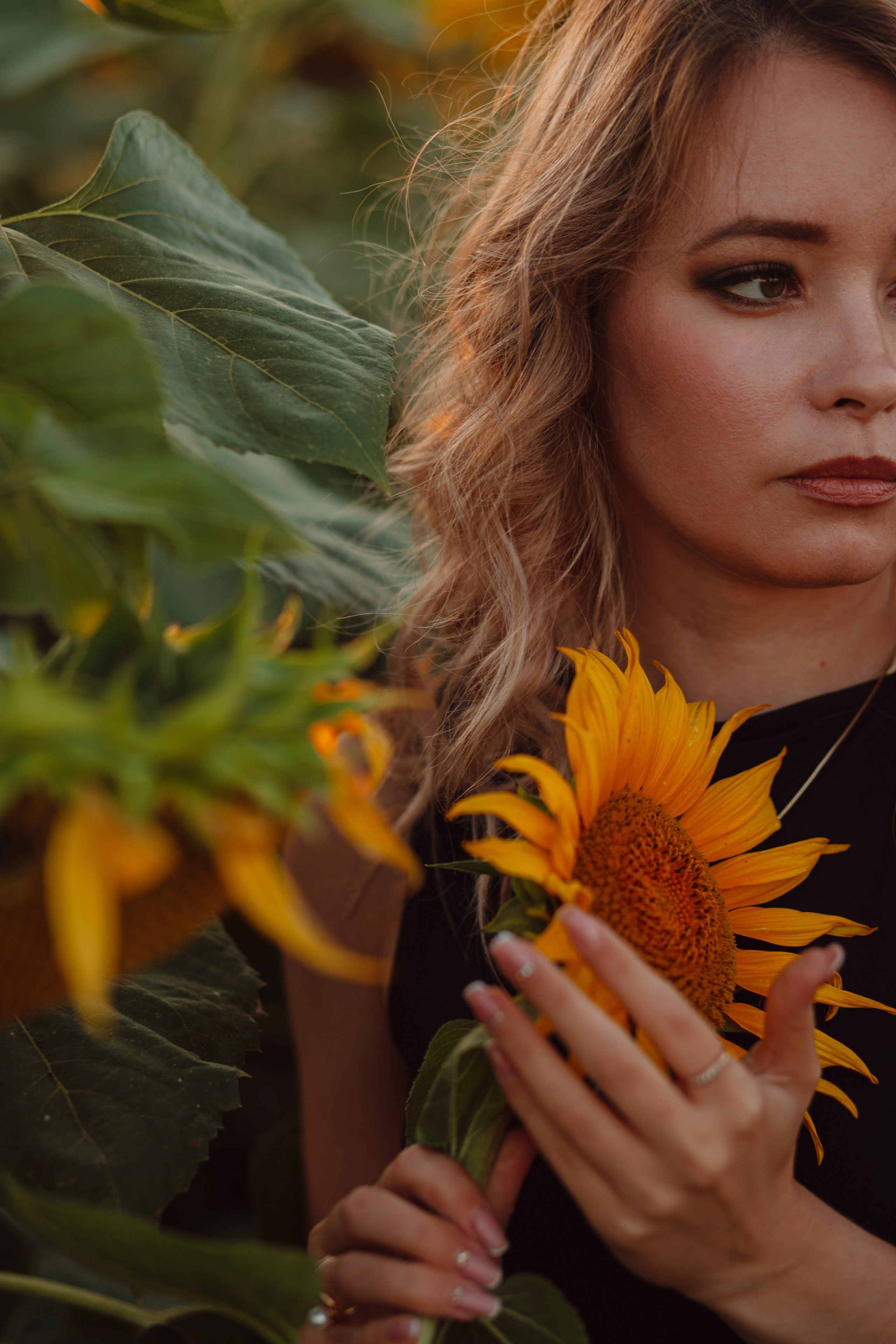 Подсолнухи…. Фотограф Неверова Катерина