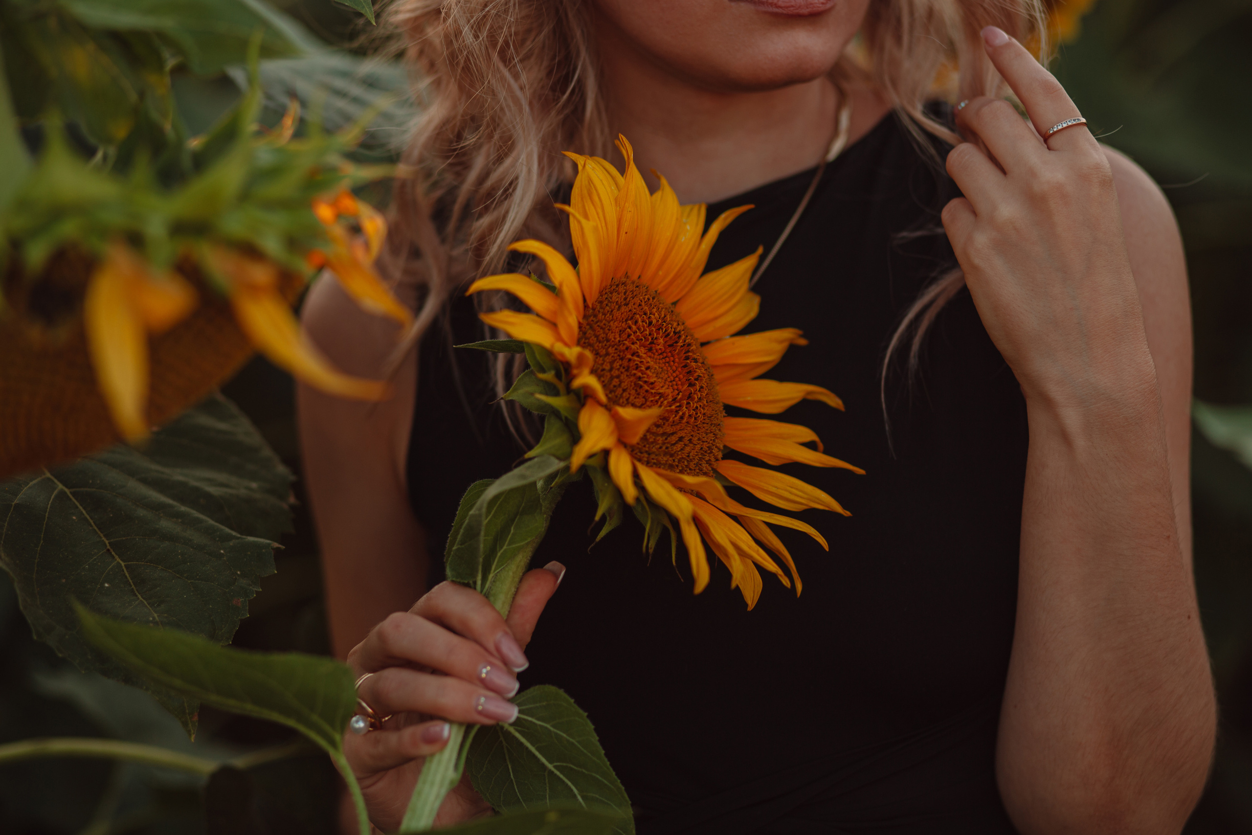 Подсолнухи…. Фотограф Неверова Катерина