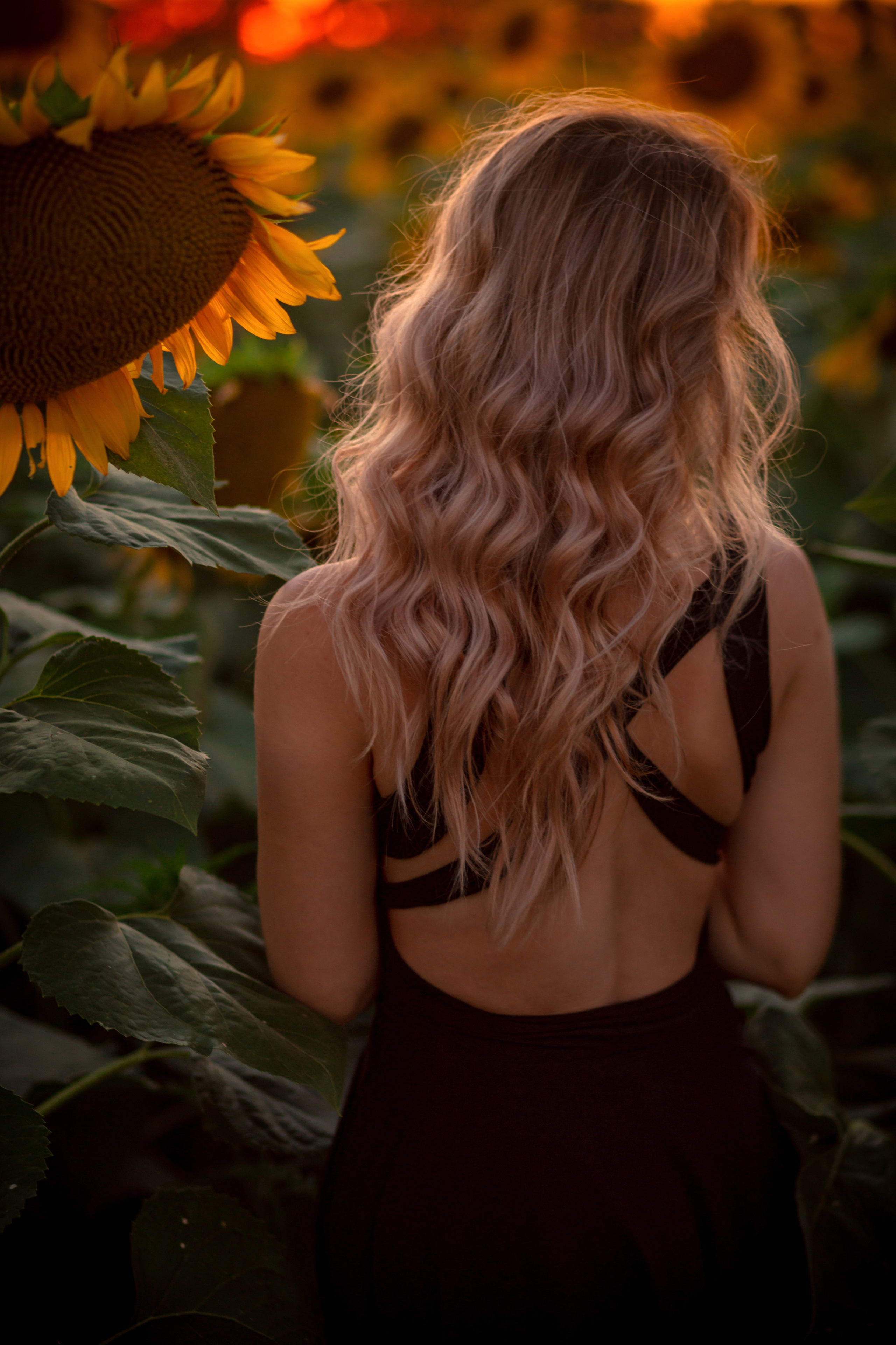 Подсолнухи…. Фотограф Неверова Катерина