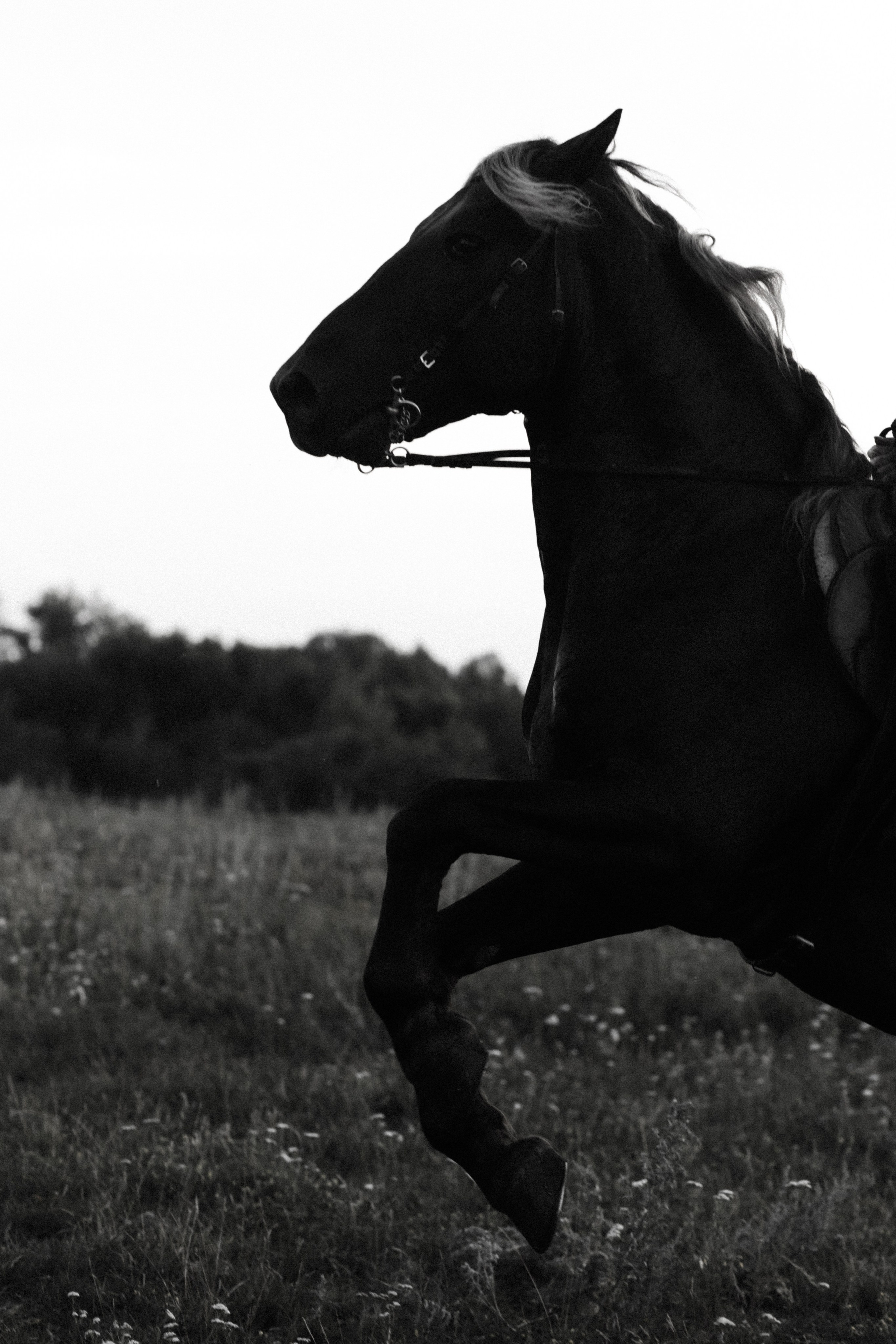 Черно-белый силуэт вставшего на дыбы коня, мощь и энергия. Фотограф в Пензе Александра Овечкина