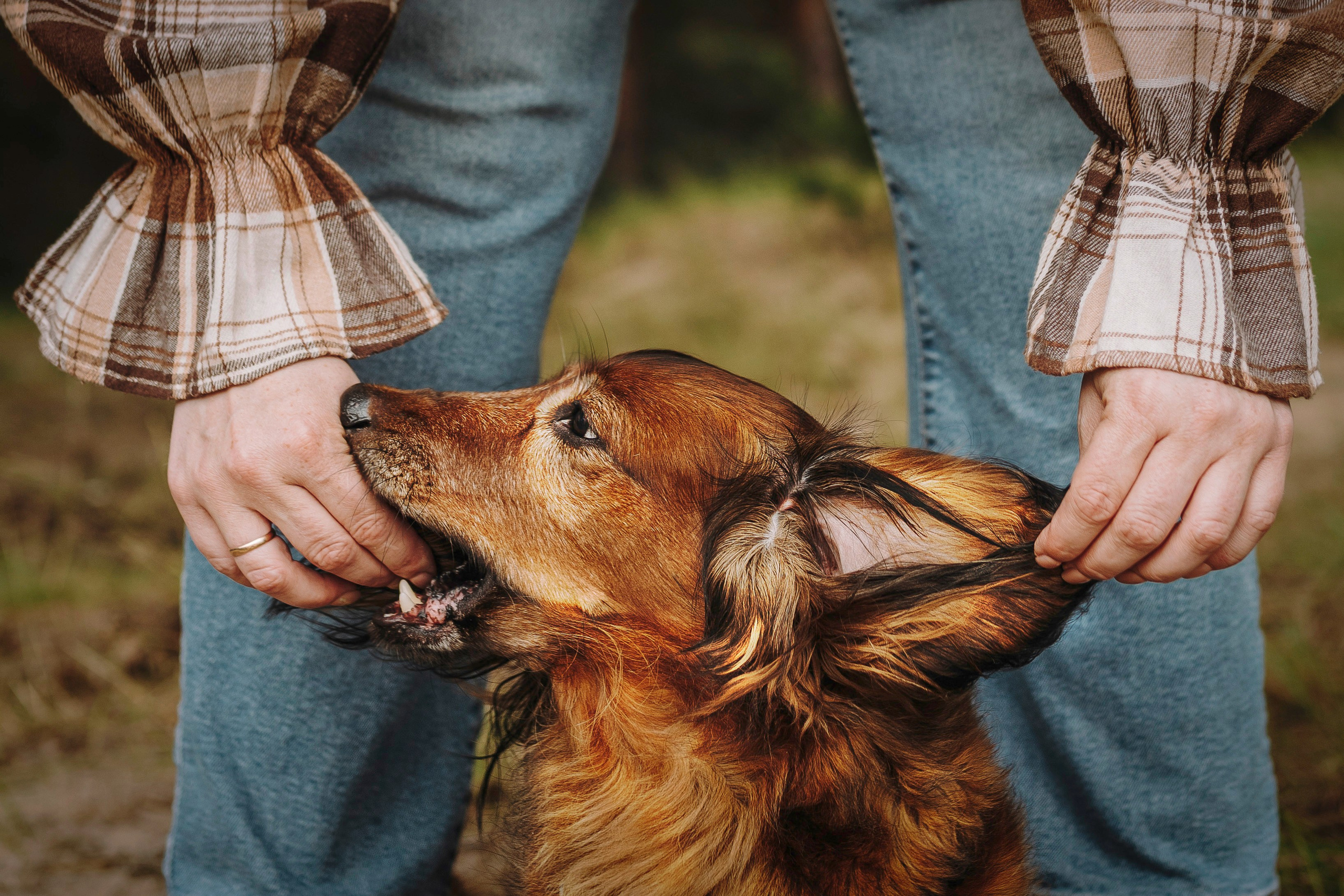 Фотосессия с длиношерстной таксой на пляжн. Фотограф анималист в Спб недорого Олеся Майорова