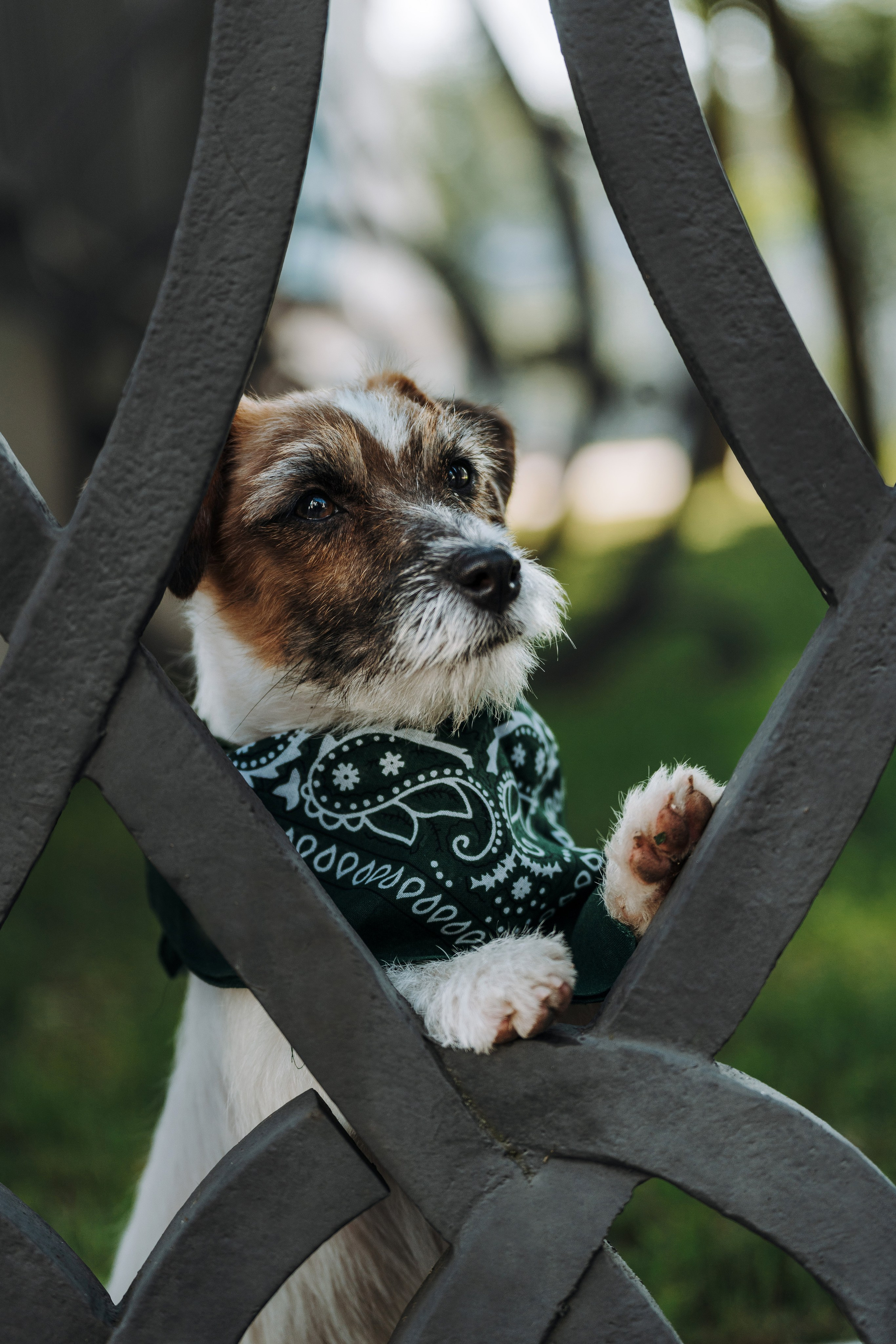 Ларс, Лукас и Ольга. Фотограф анималист в Спб недорого Олеся Майорова