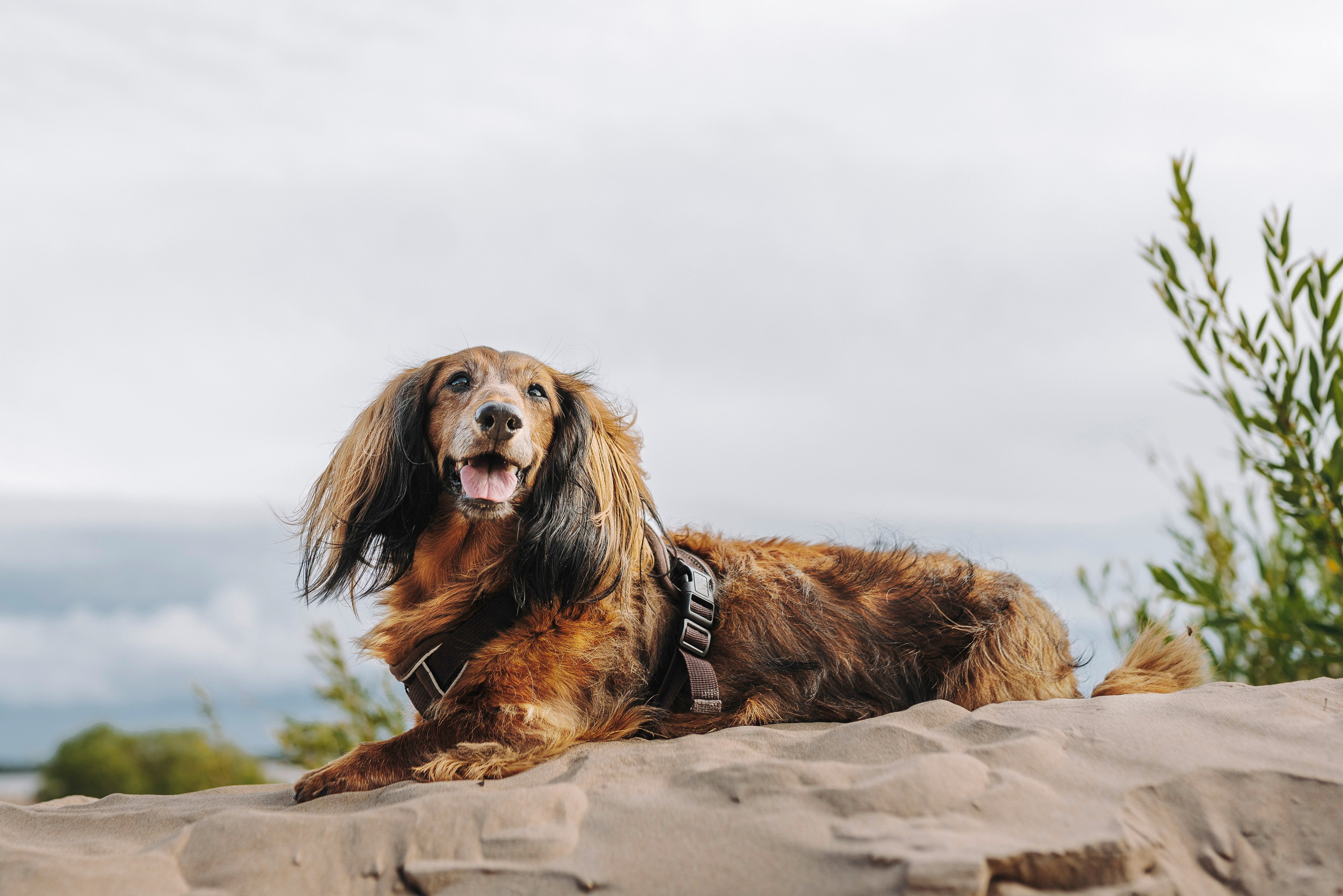 Фотосессия с длиношерстной таксой на пляжн. Фотограф анималист в Спб недорого Олеся Майорова