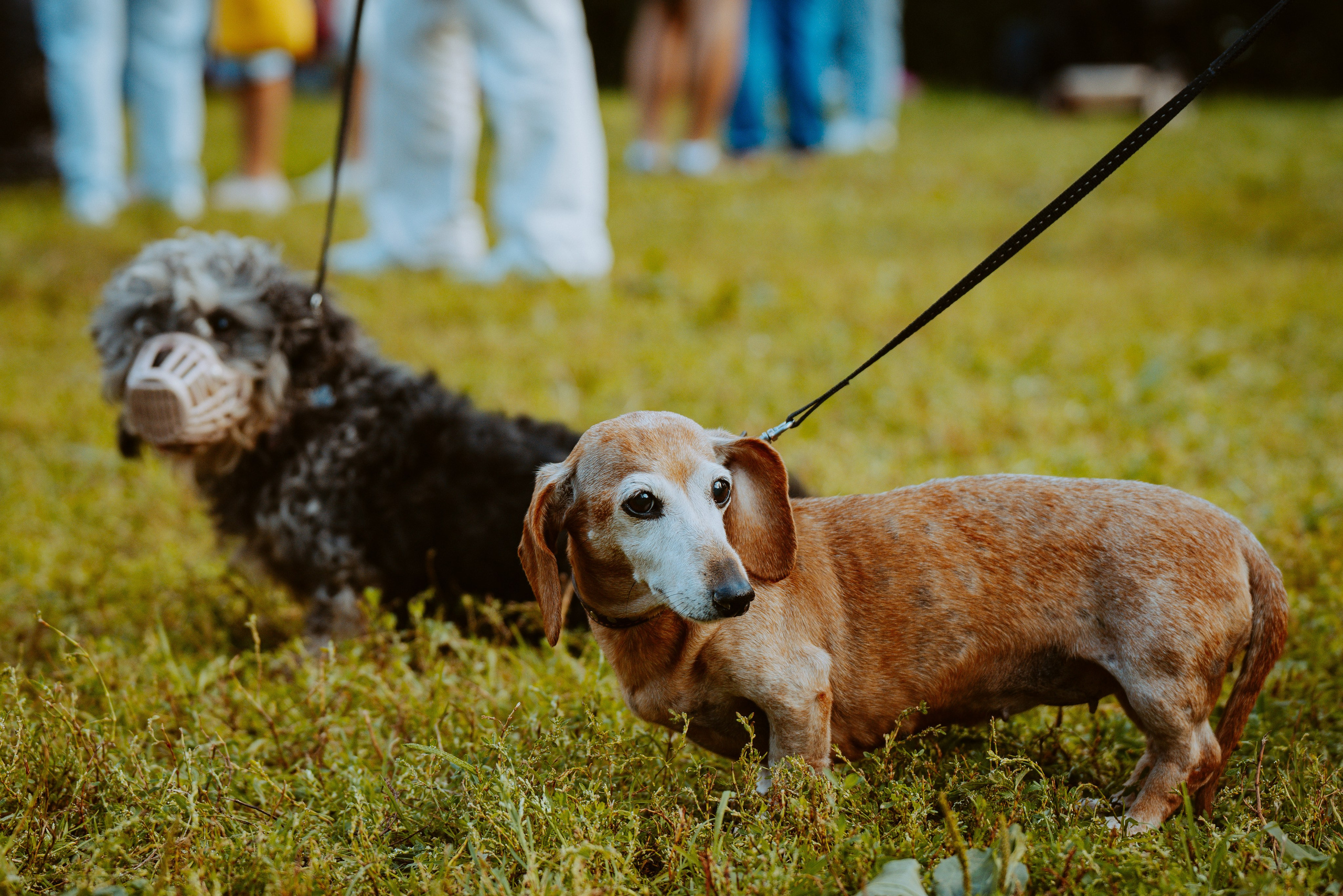 Такспарад. Фотограф анималист в Спб недорого Олеся Майорова
