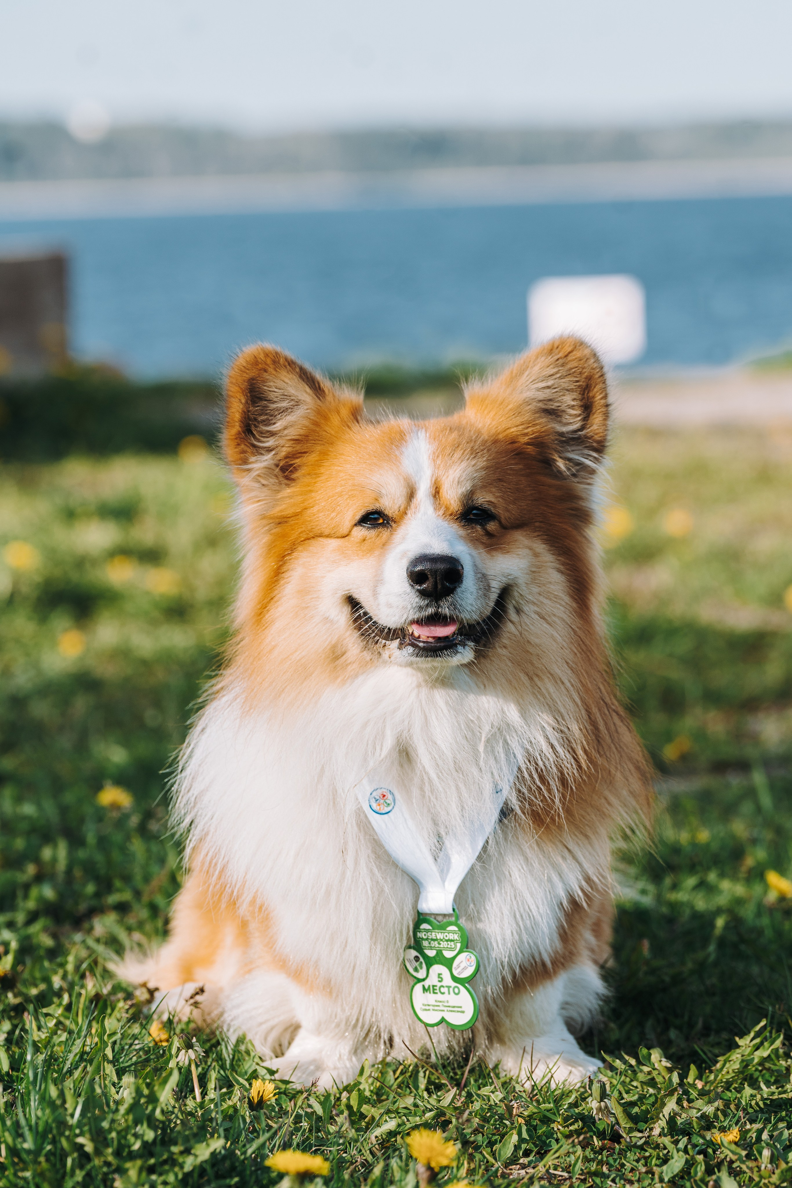 Соревнования по ноузворку в Лосево. Фотограф анималист в Спб недорого Олеся Майорова