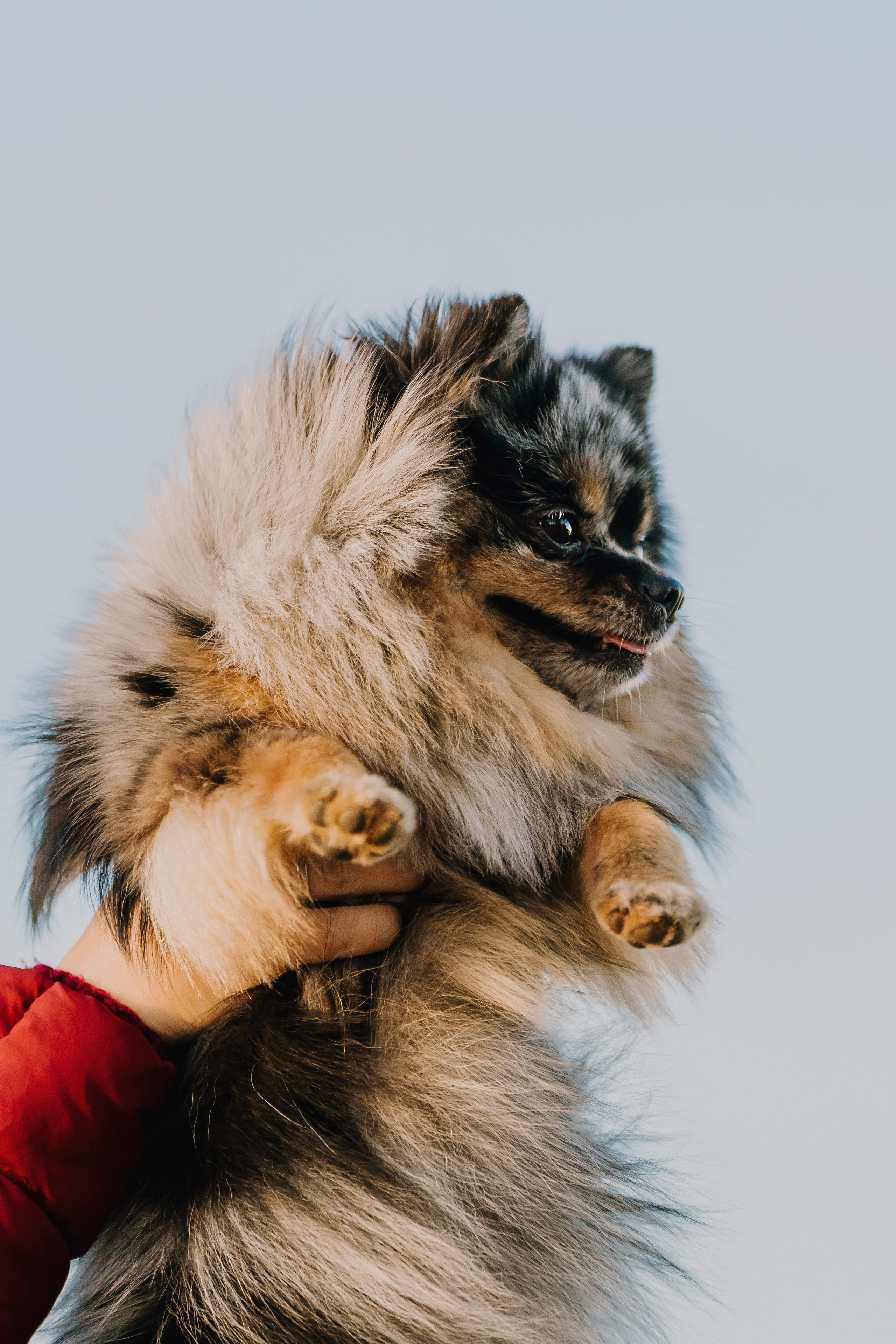 Семейная фотосессия с двумя собаками на закате. Фотограф анималист в Спб недорого Олеся Майорова