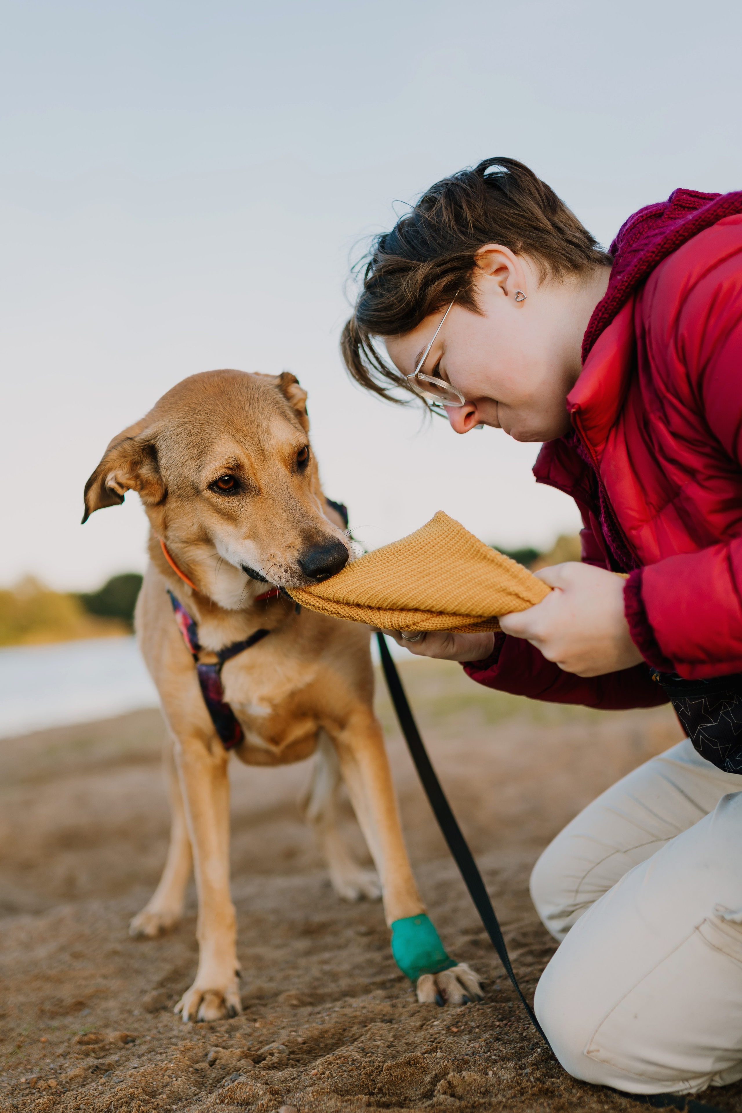 Семейная фотосессия с двумя собаками на закате. Фотограф анималист в Спб недорого Олеся Майорова