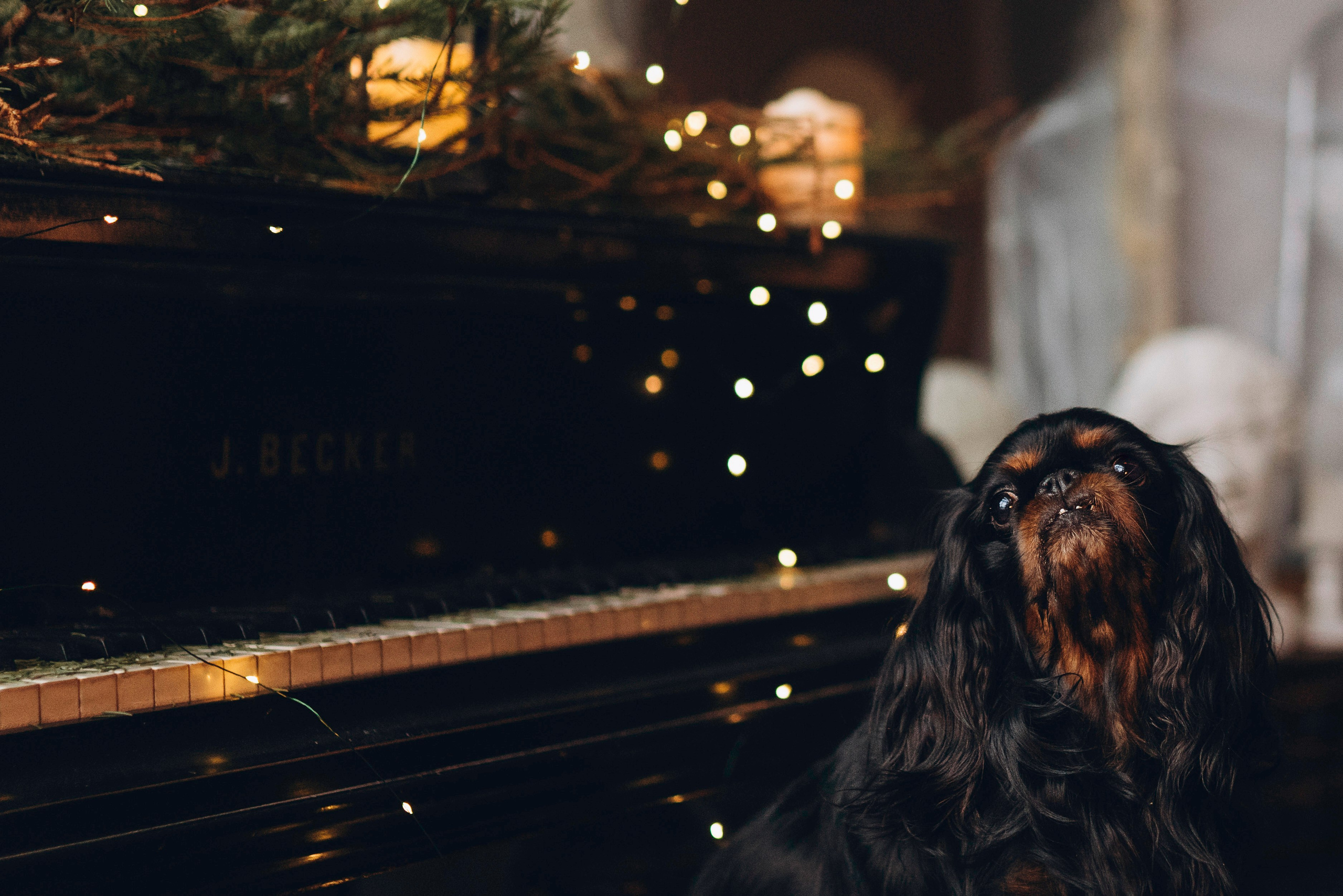 Ариша и её семья. Фотограф анималист в Спб недорого Олеся Майорова