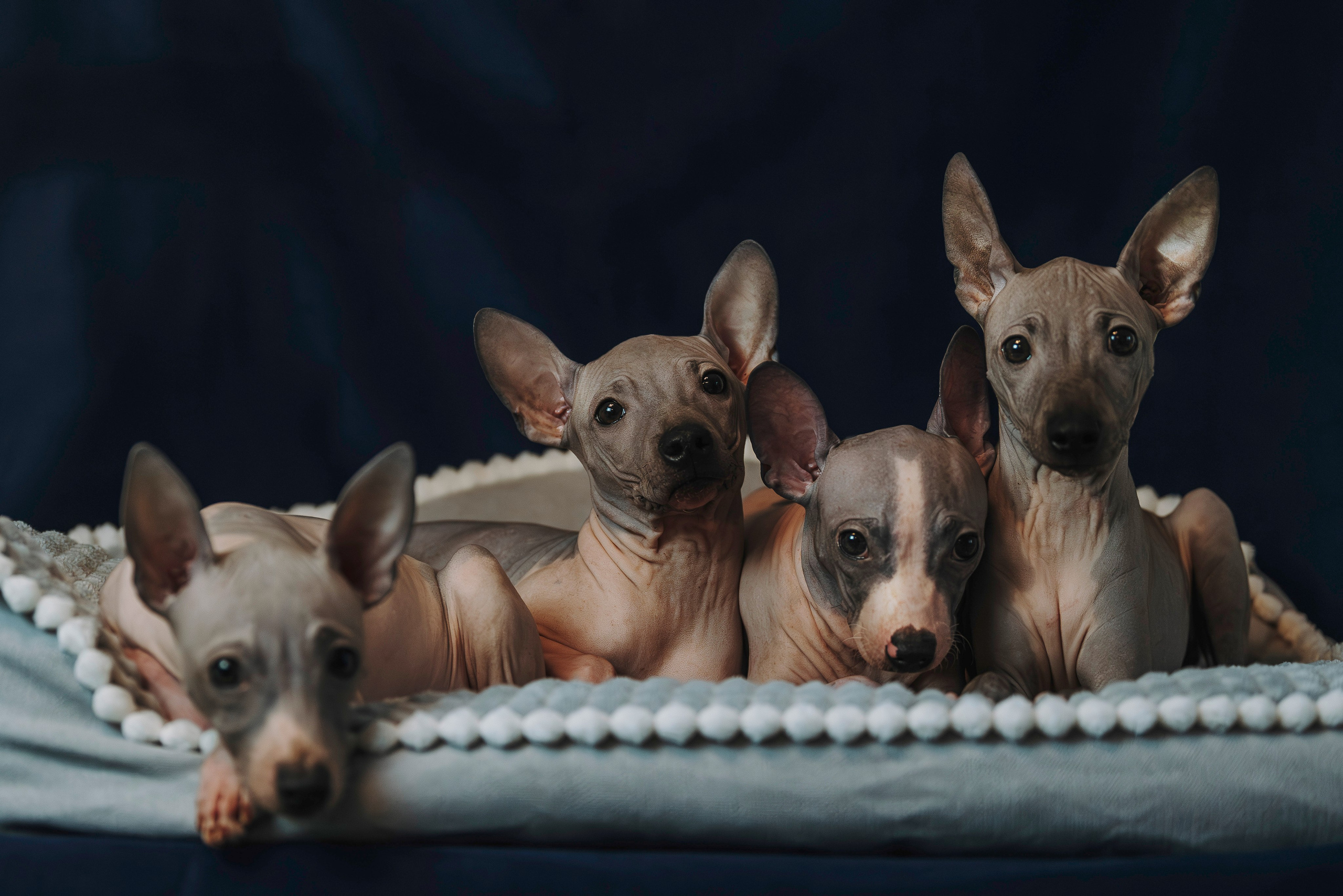 Малыши американского голого терьера. Фотограф анималист в Спб недорого Олеся Майорова
