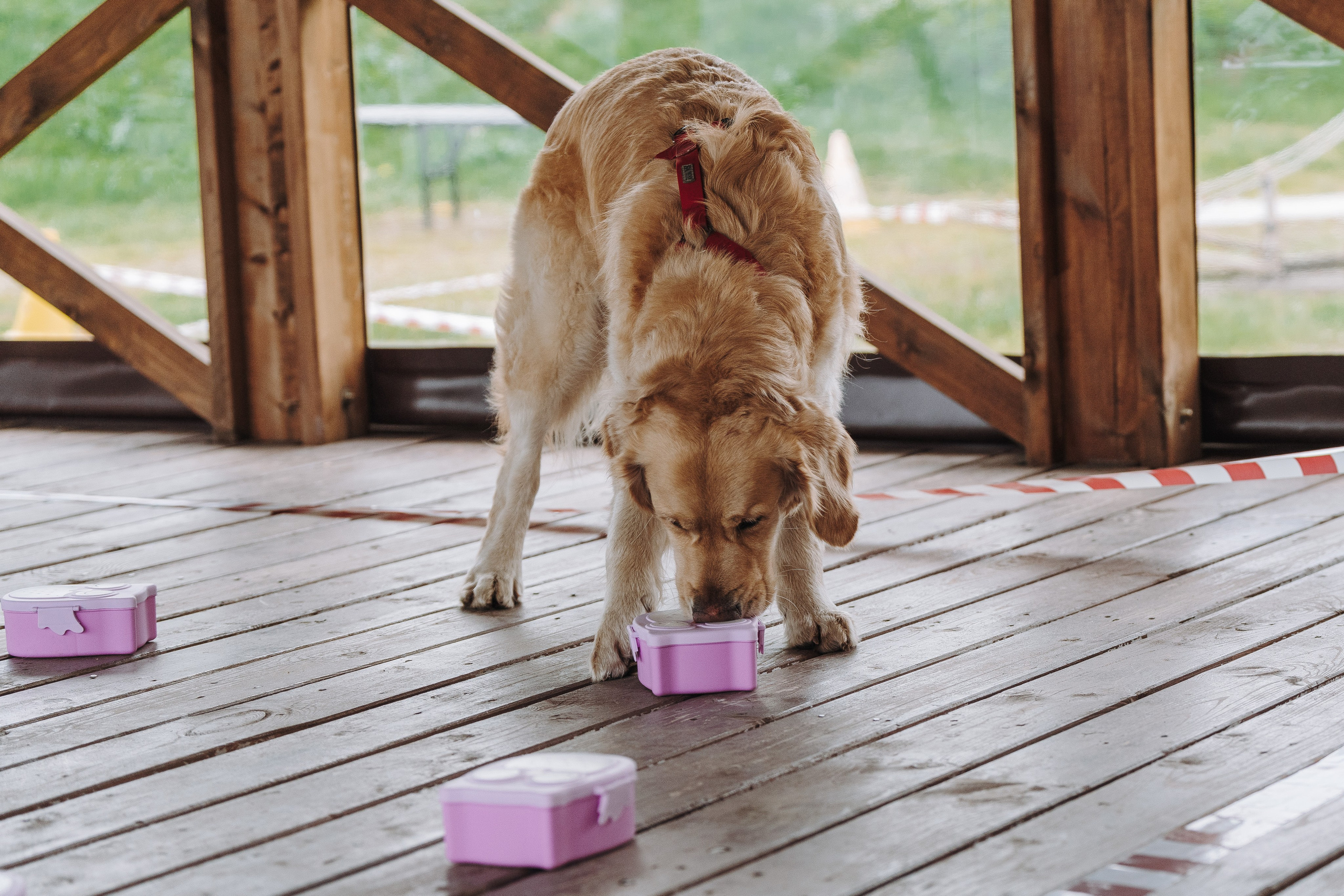 Соревнования по ноузворку в Лосево. Фотограф анималист в Спб недорого Олеся Майорова