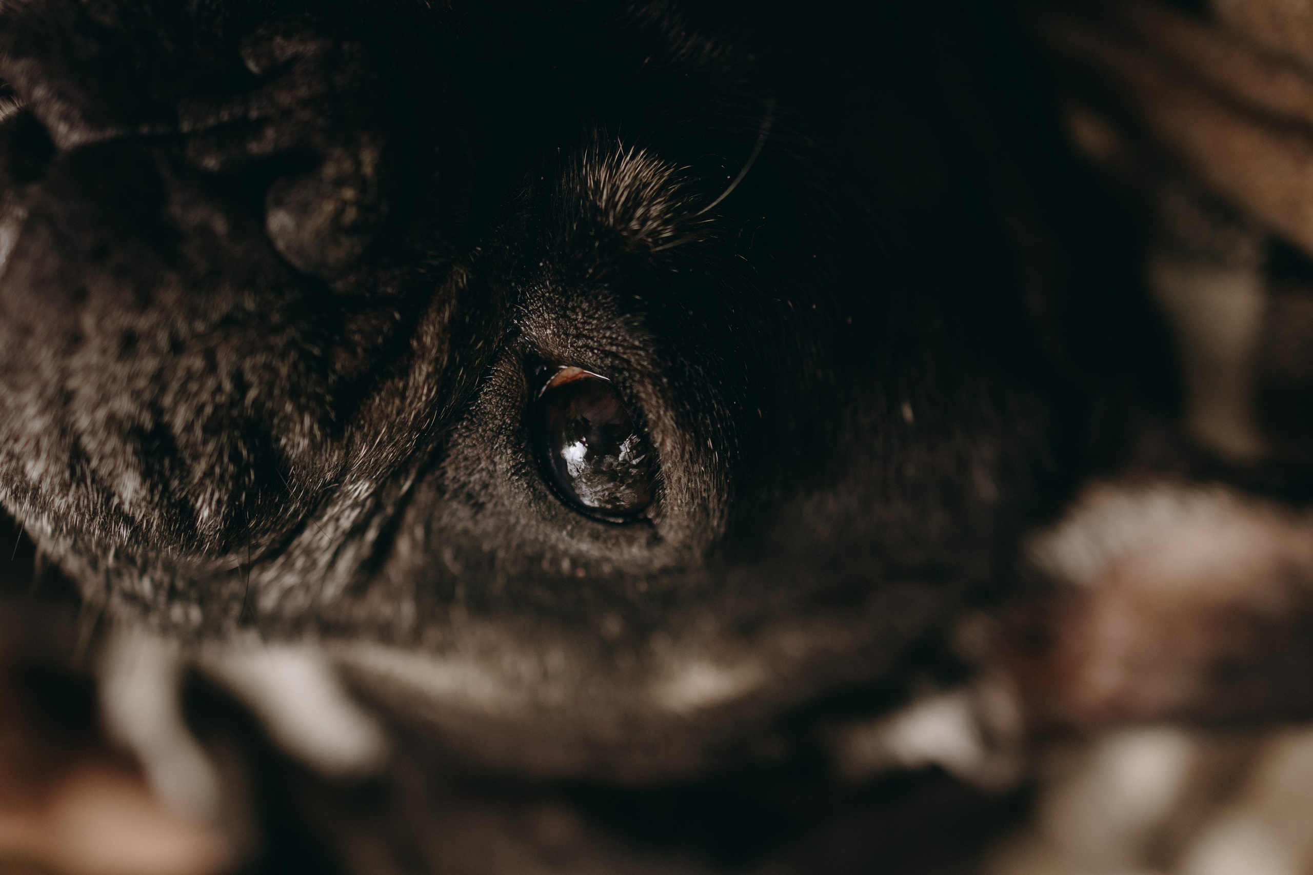 Софа и ее хвостики. Фотограф — Анималист | Санкт-Петербург