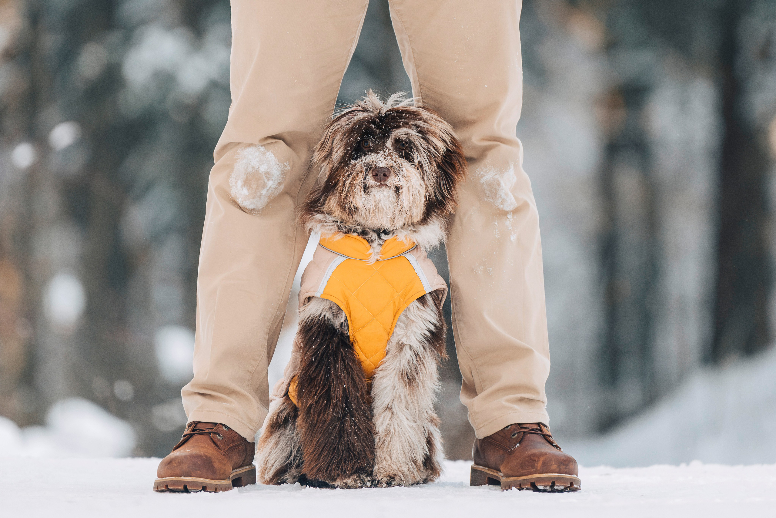 Хэйзел и её семья. Фотограф анималист в Спб недорого Олеся Майорова