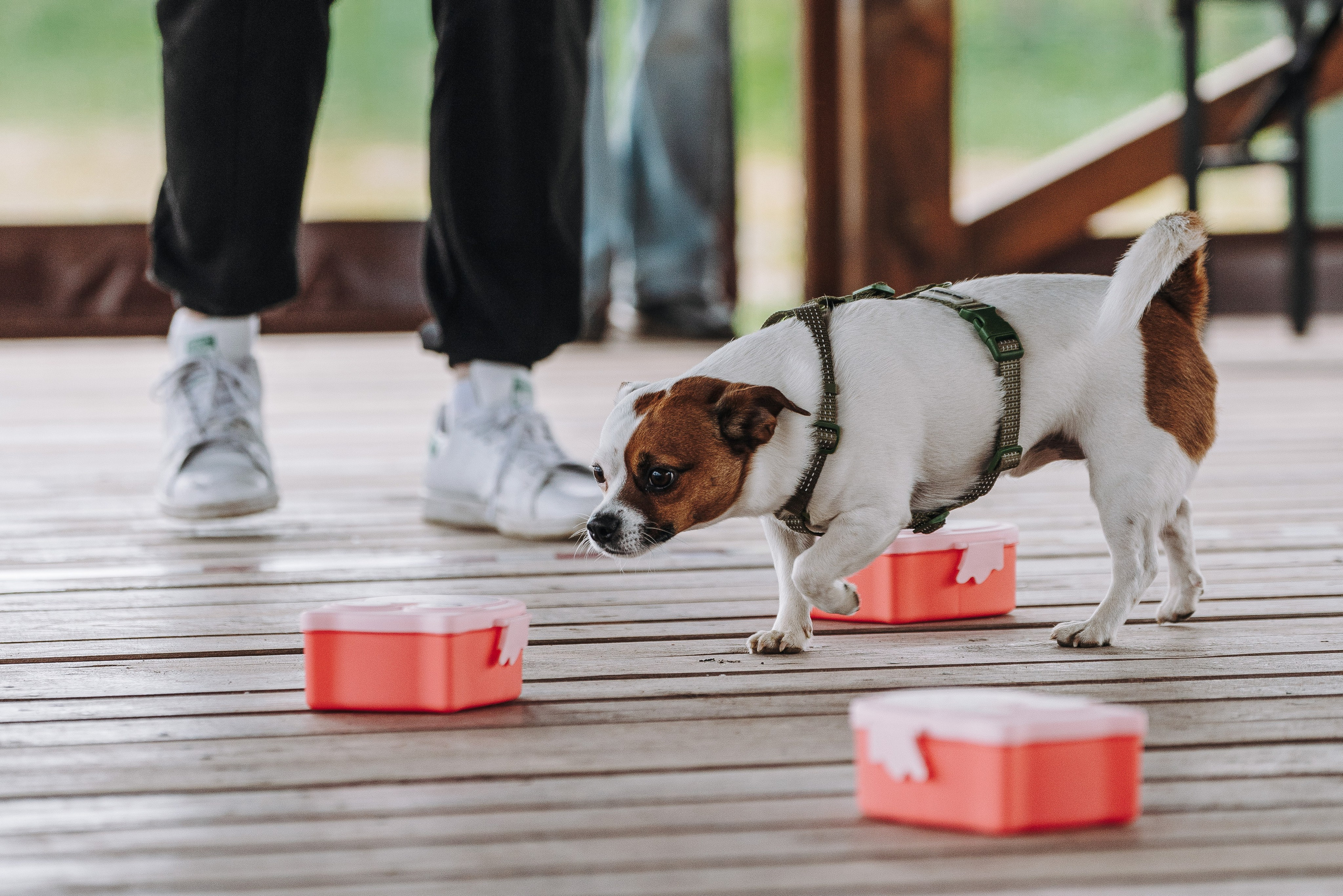Соревнования по ноузворку в Лосево. Фотограф анималист в Спб недорого Олеся Майорова