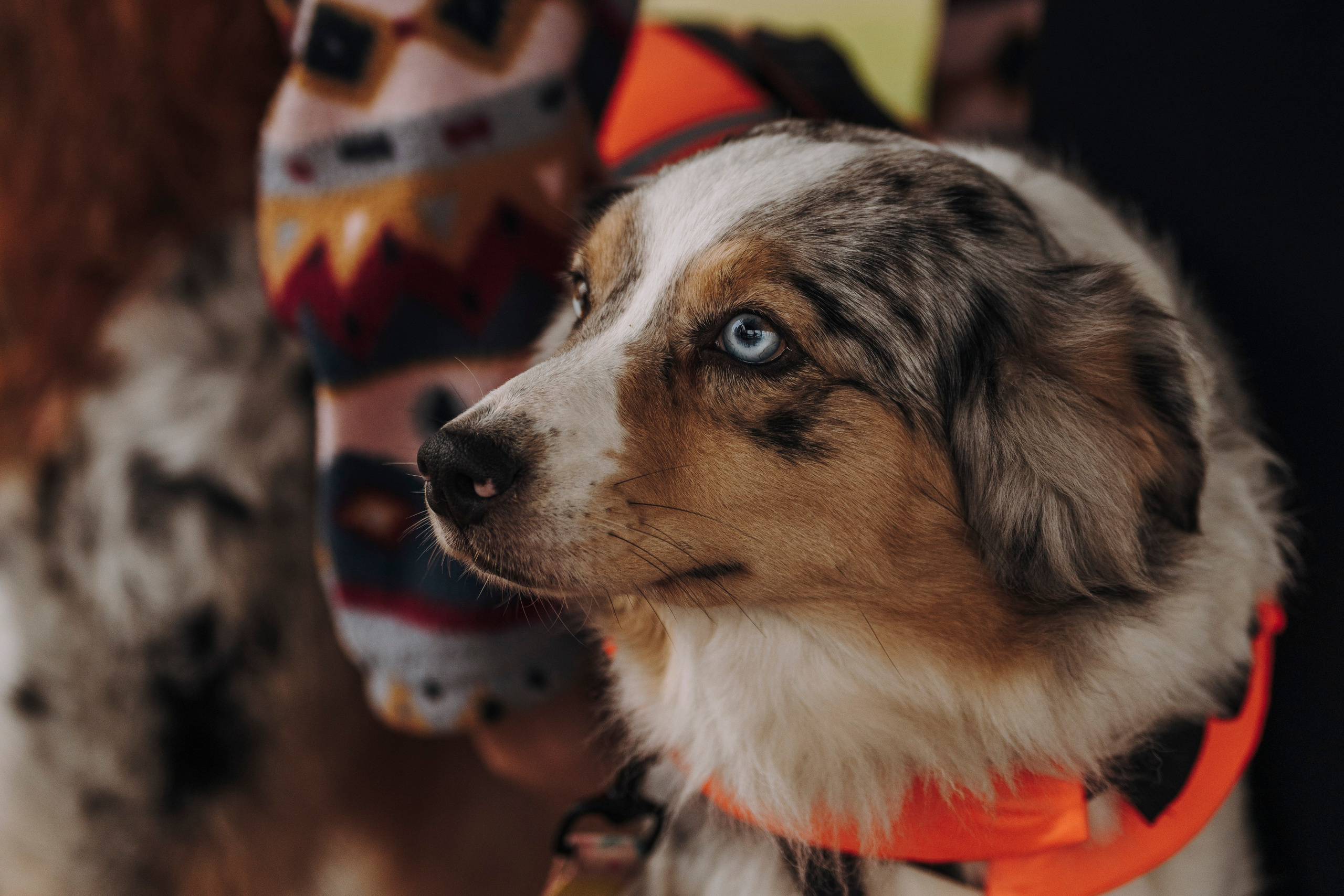 Катание на сапах с собаками. Фотограф анималист в Спб недорого Олеся Майорова