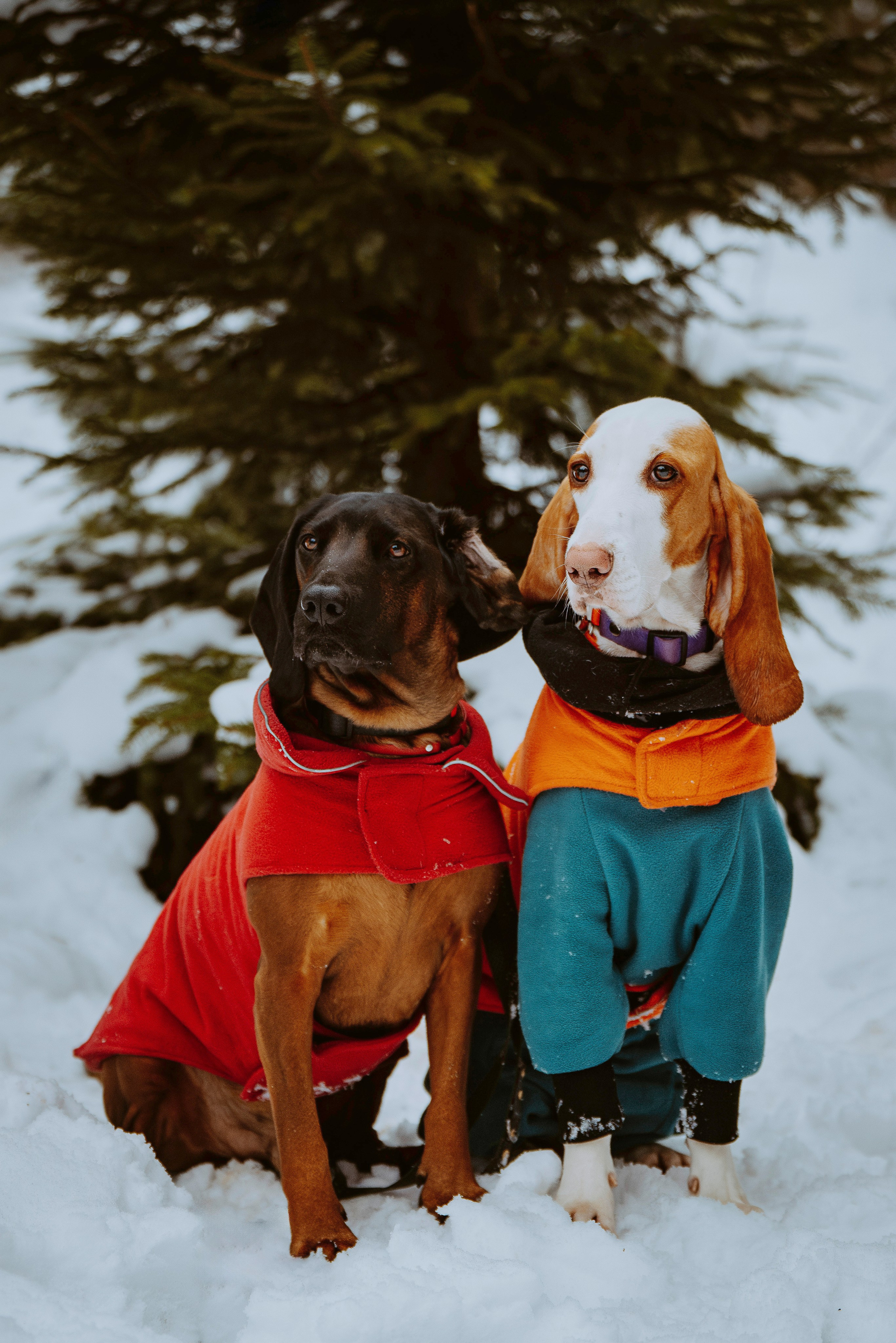 Ольга, Рора и Румпель. Фотограф анималист в Спб недорого Олеся Майорова