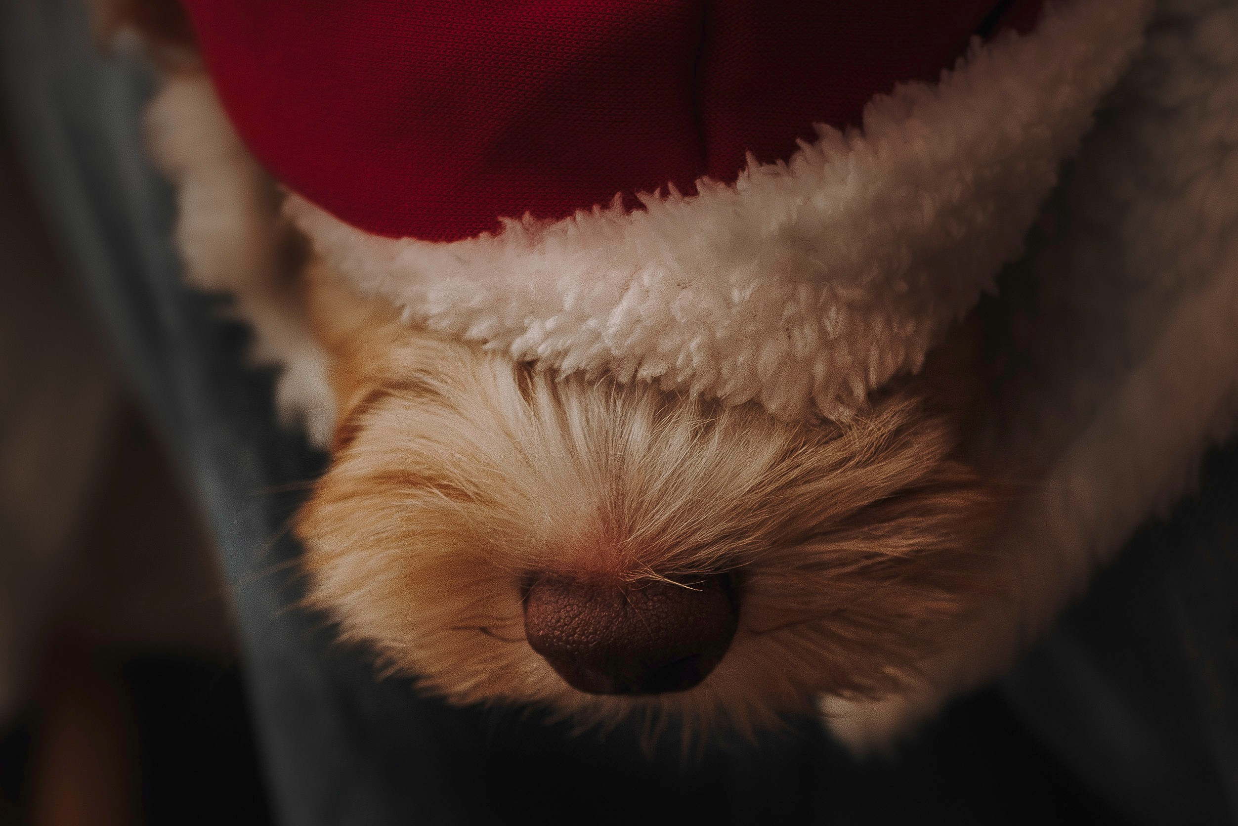 Мёрфи, Таня и Антон. Фотограф анималист в Спб недорого Олеся Майорова