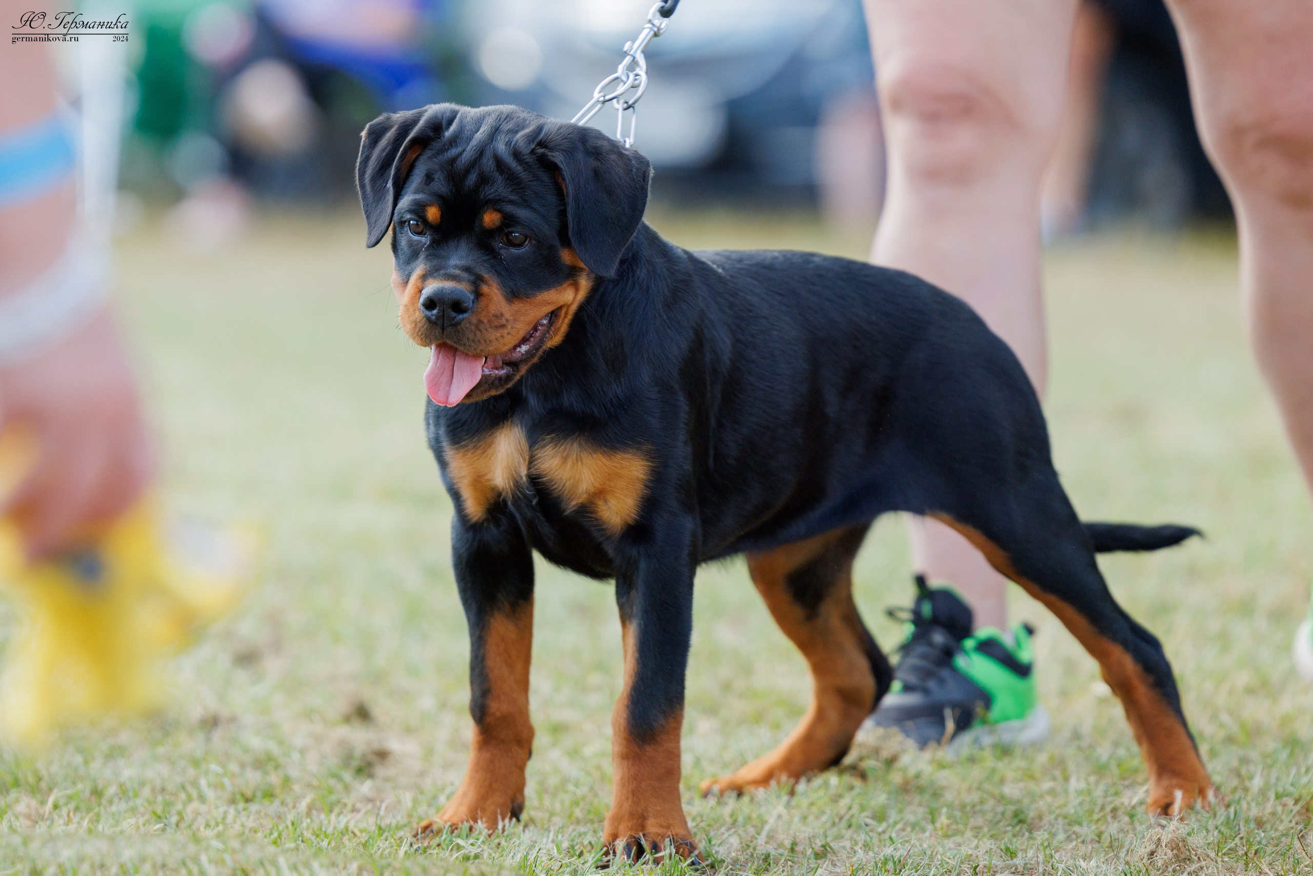 ПК и КЧК ротвейлеры Тверь 6-7.07.2024. Фотограф-анималист Юлия Германика