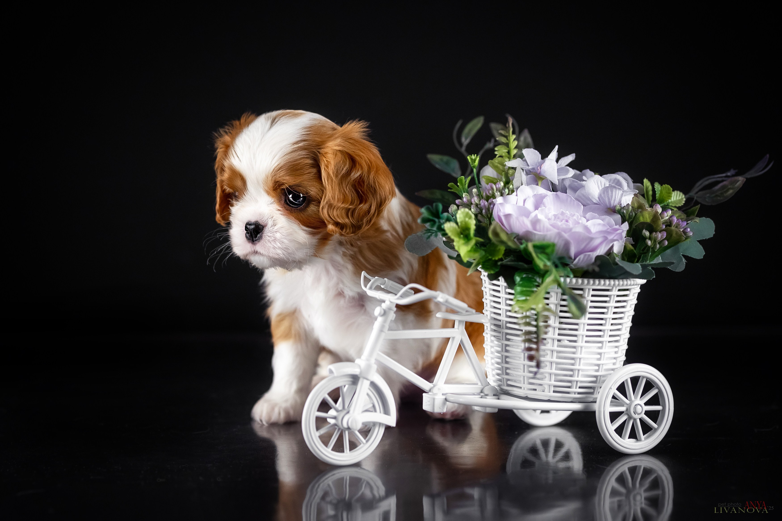 Кавалерчики. Фотограф анималист Аня Ливанова | Рыбинск