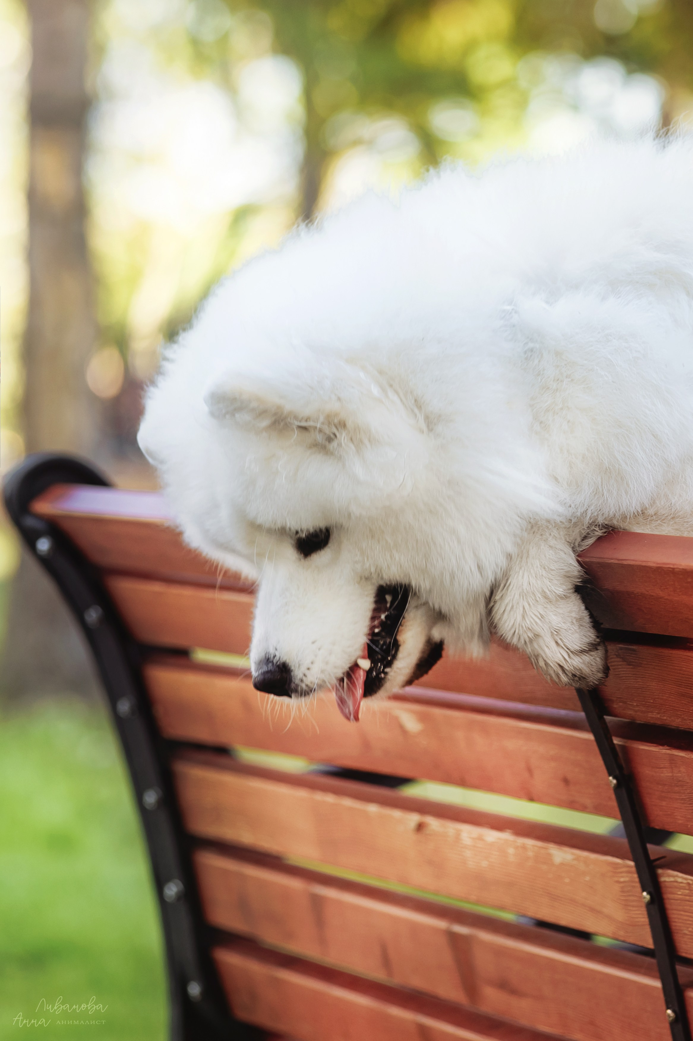 Наташа и Кимми. Фотограф анималист Аня Ливанова | Рыбинск