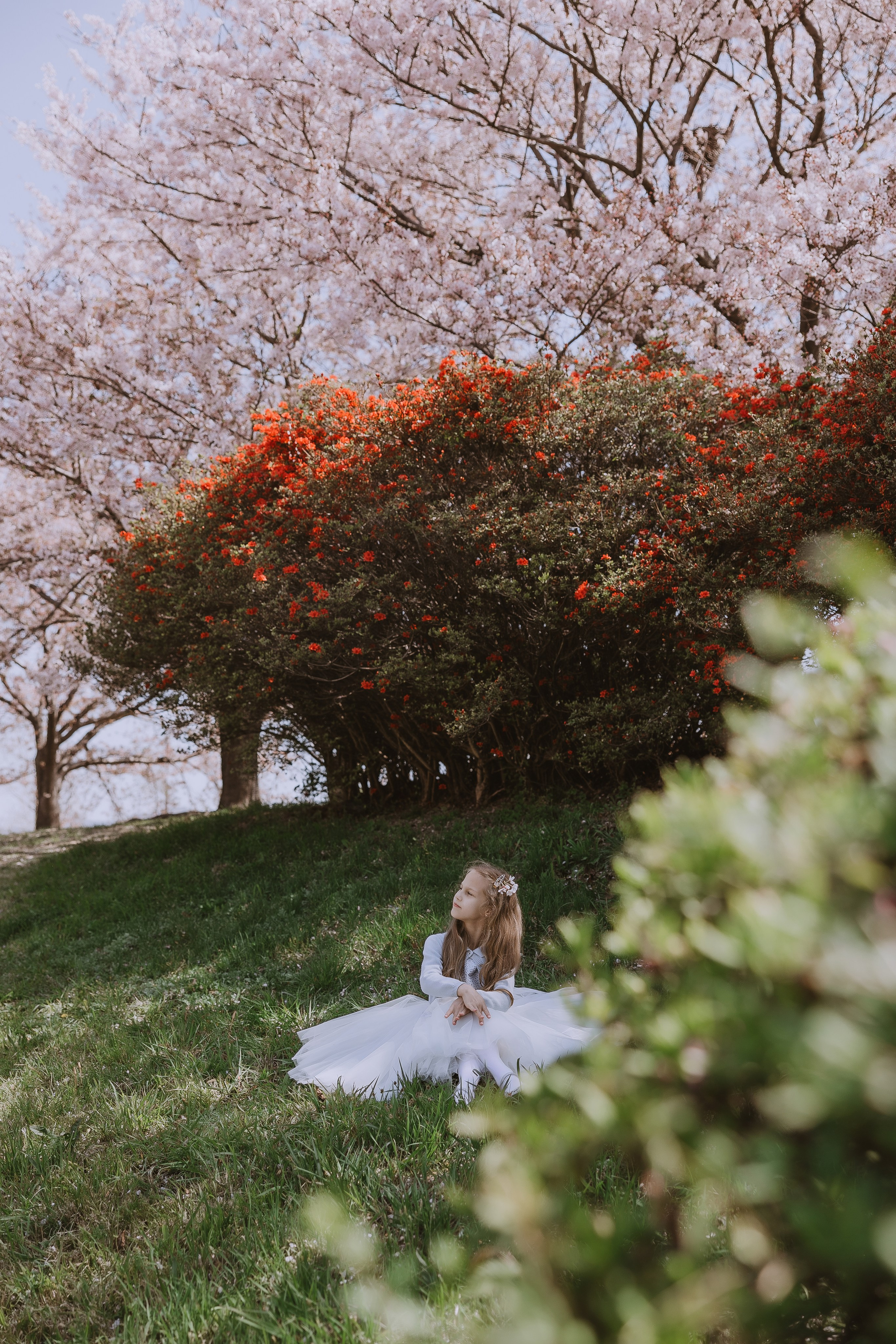 Beautiful girl at a photo shoot with sakura in Korea, Busan. Your photographer in Busan (South Korea) Aleksandra Anufriy