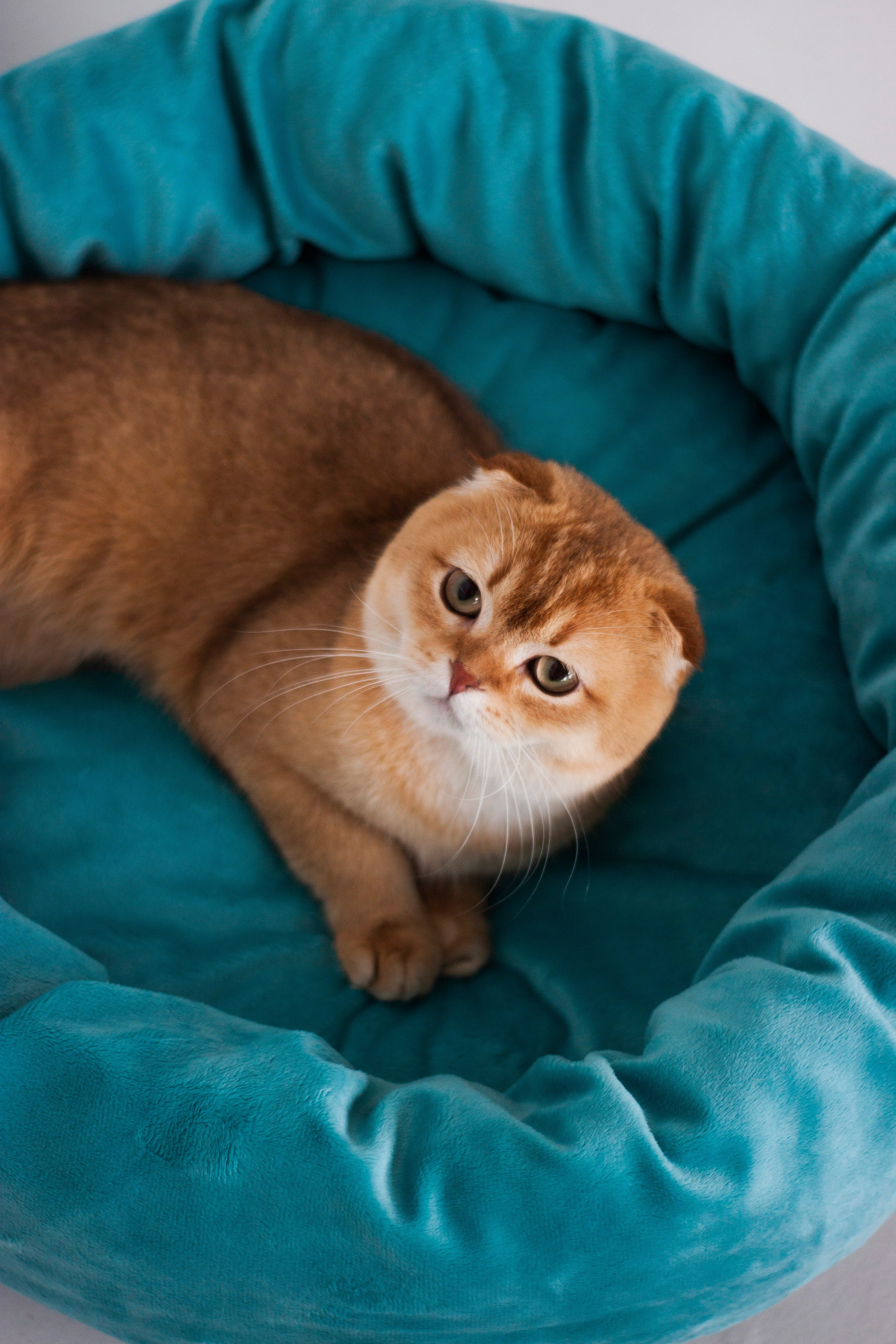 Работа с Tommy cat. Oksan_photo