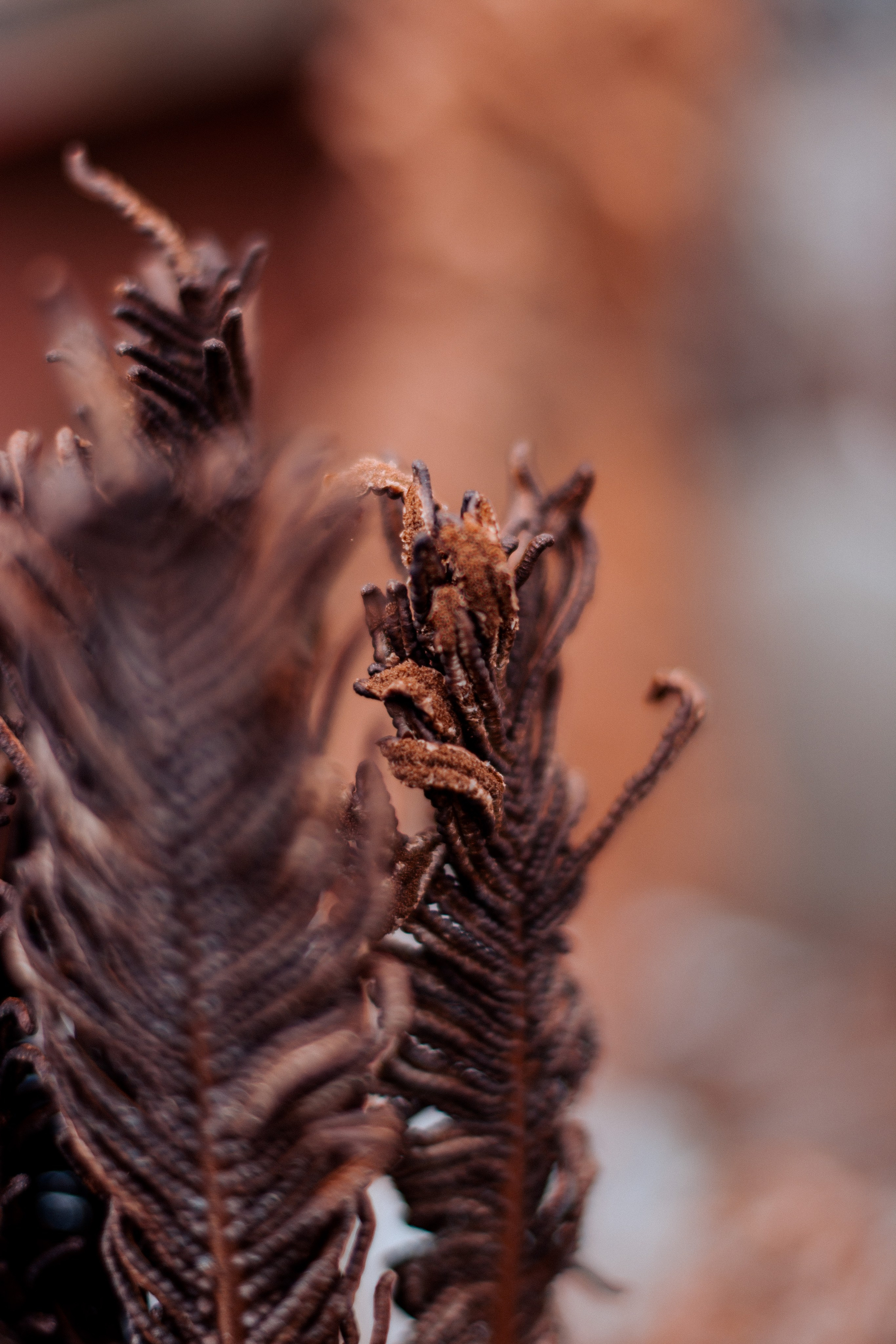 Flowers. Фотографирую искусство в Хабаровске