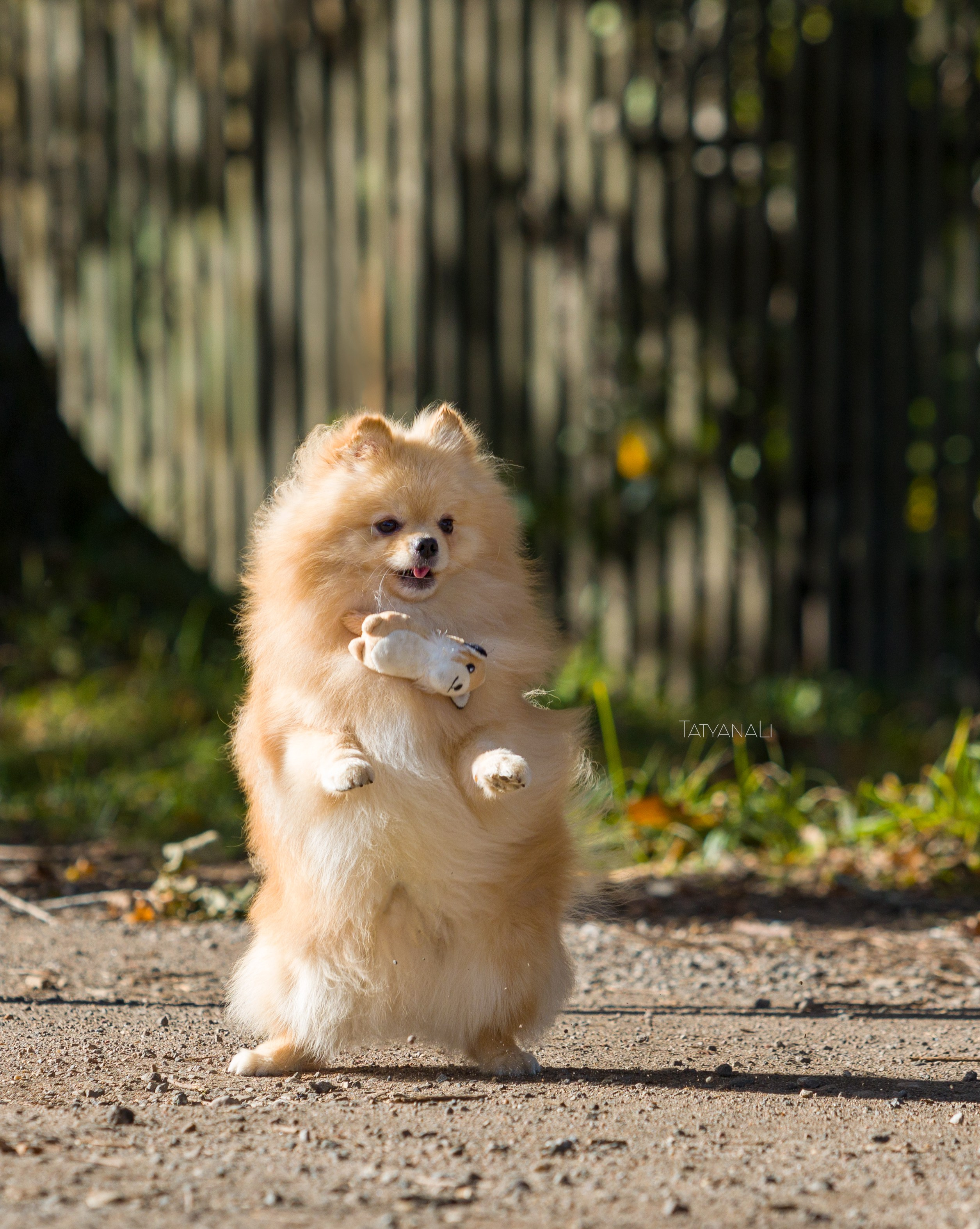 Немецкий шпиц миниатюрный. Фотограф — анималист Татьяна Ли