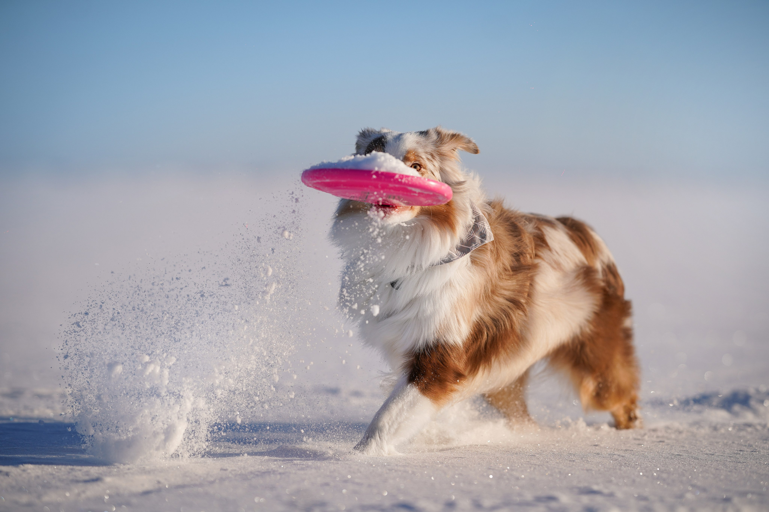 Панда март. Фотограф-анималист в Санкт-Петербурге Яна Мартынова