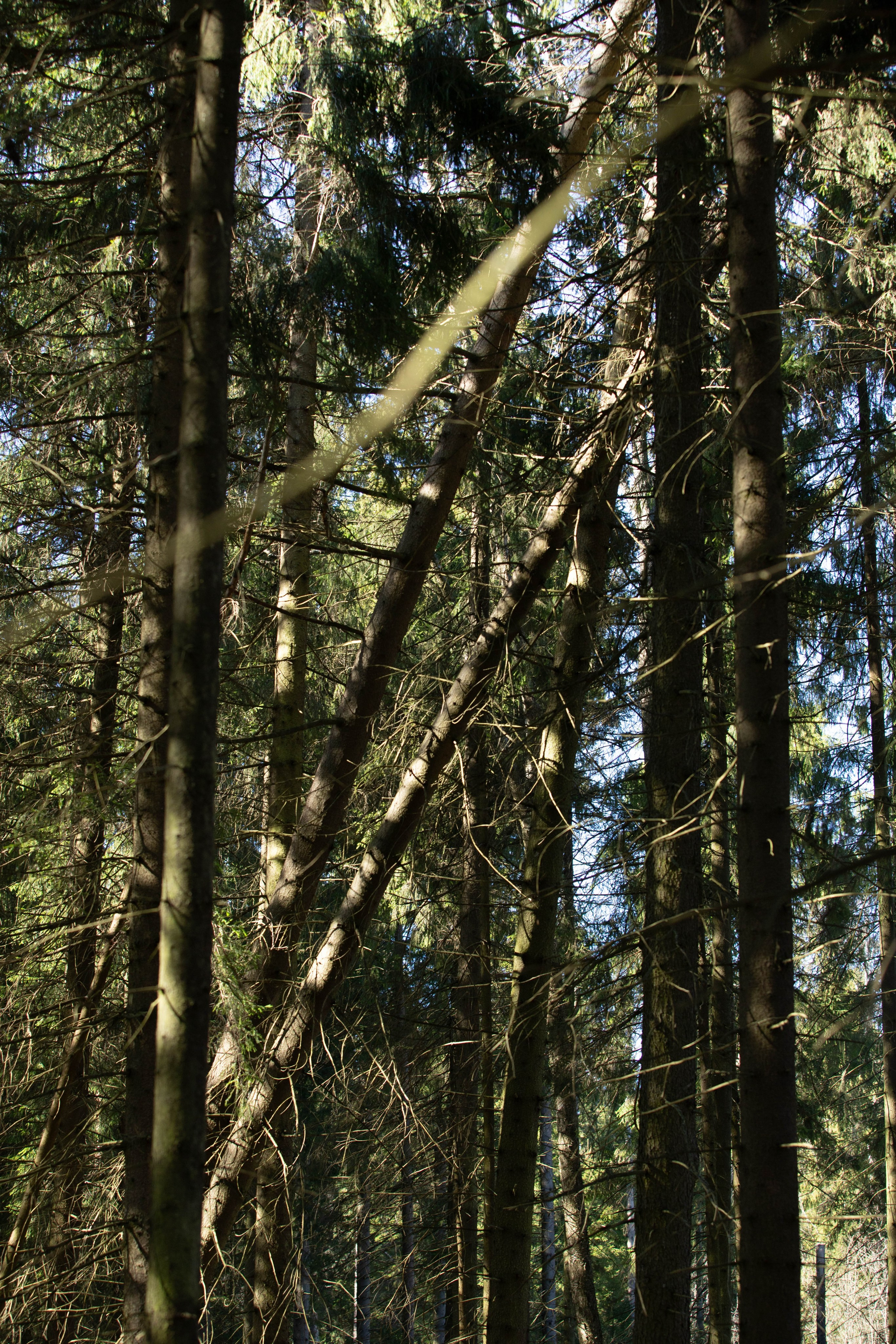 Open Band trail «Лед». Александра Мельниченко/ Бегающий фотограф