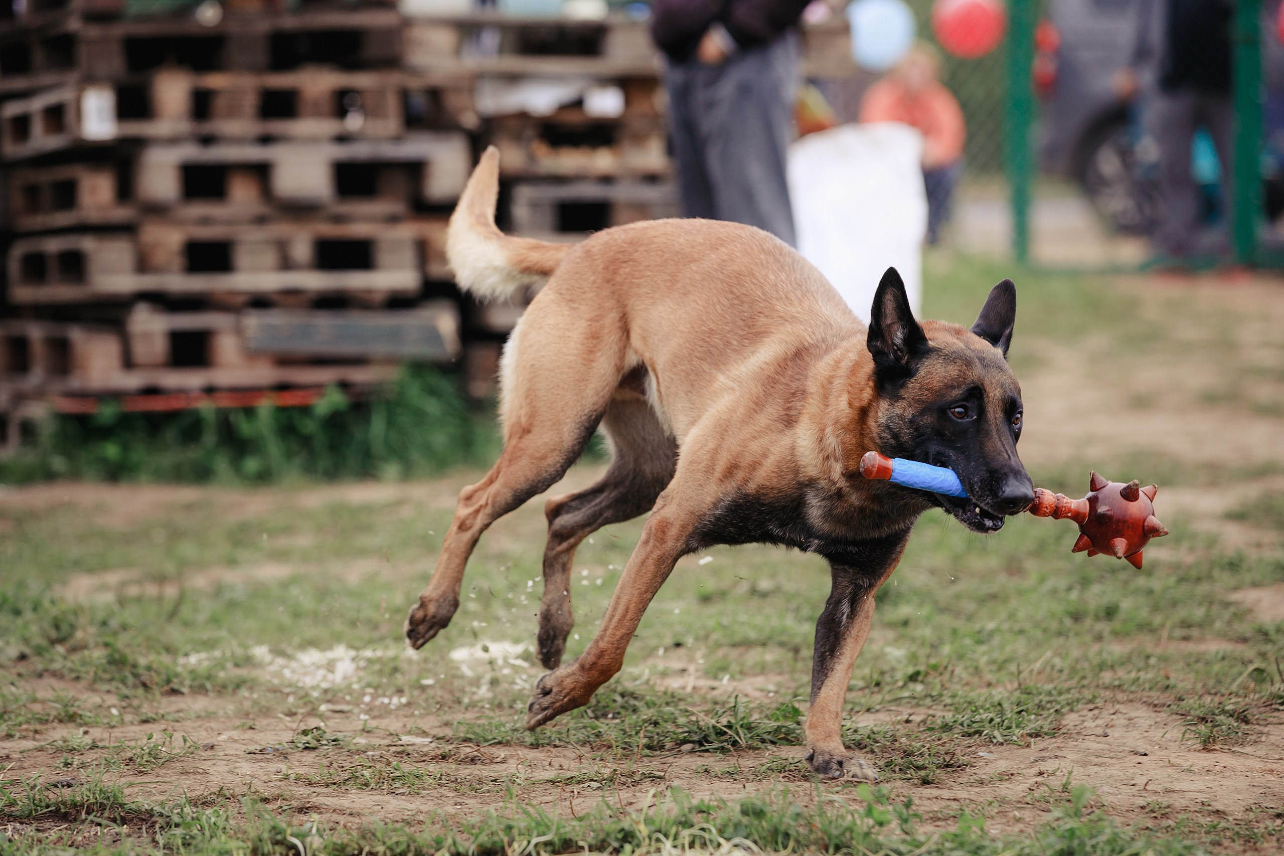 Мондьоринг М1, М2, М3, Вологда. Фотограф-анималист Mary Mart — Москва, Питер